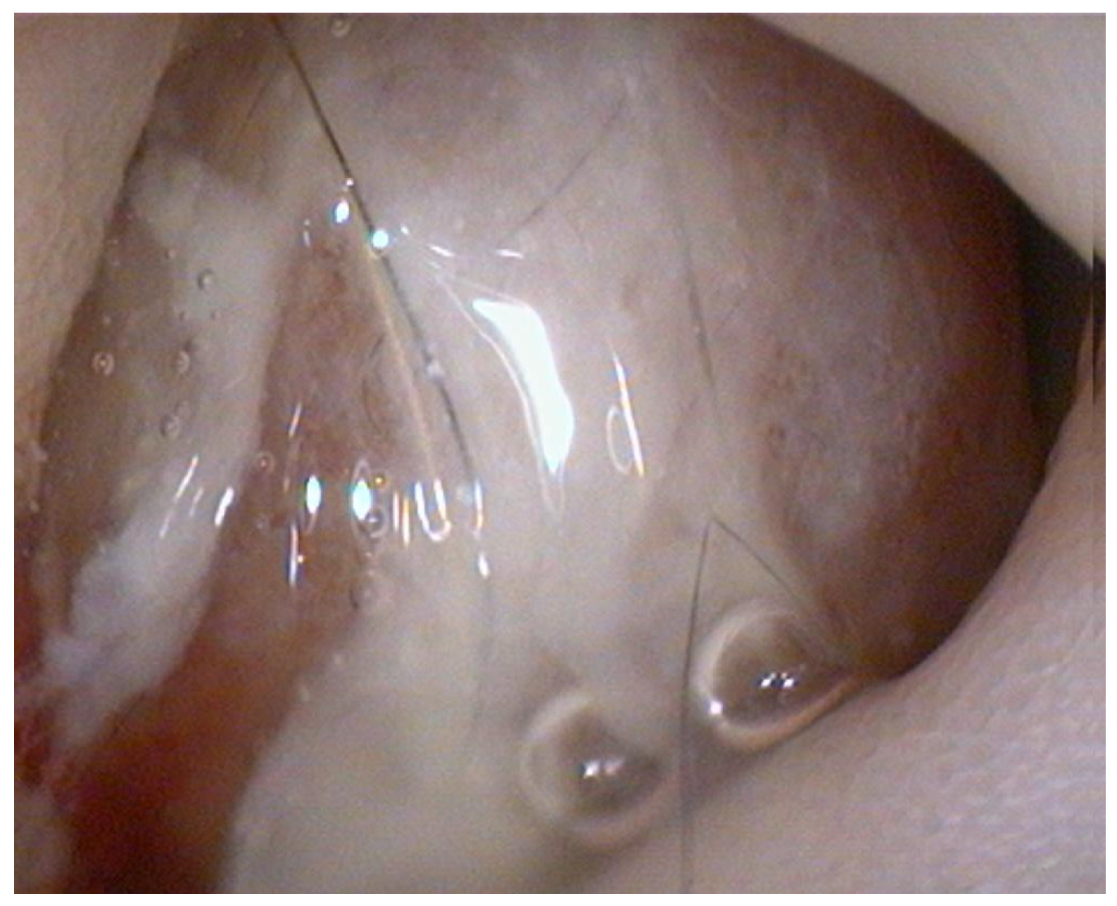 Animals 15 02888 g001