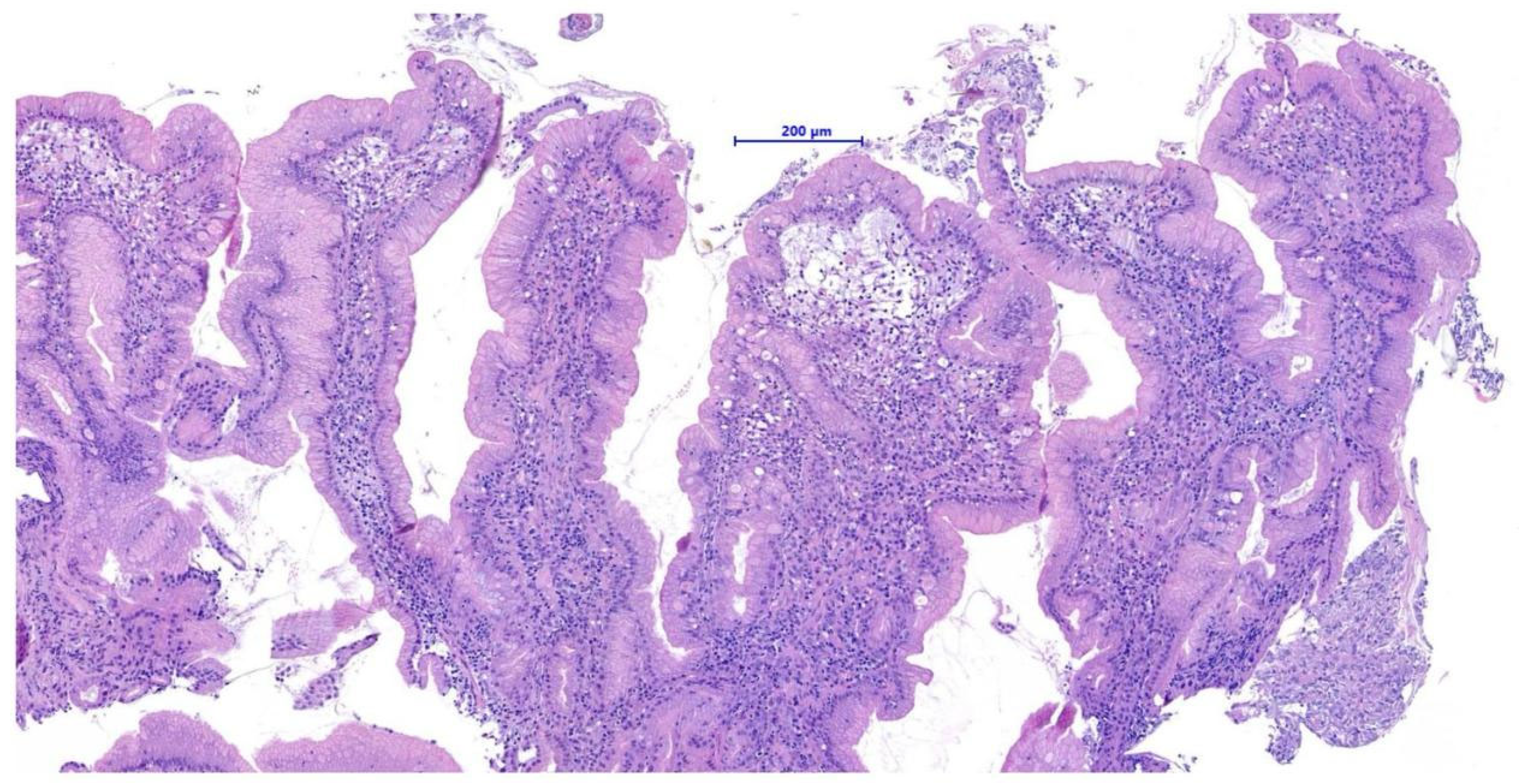 Animals 15 02888 g002