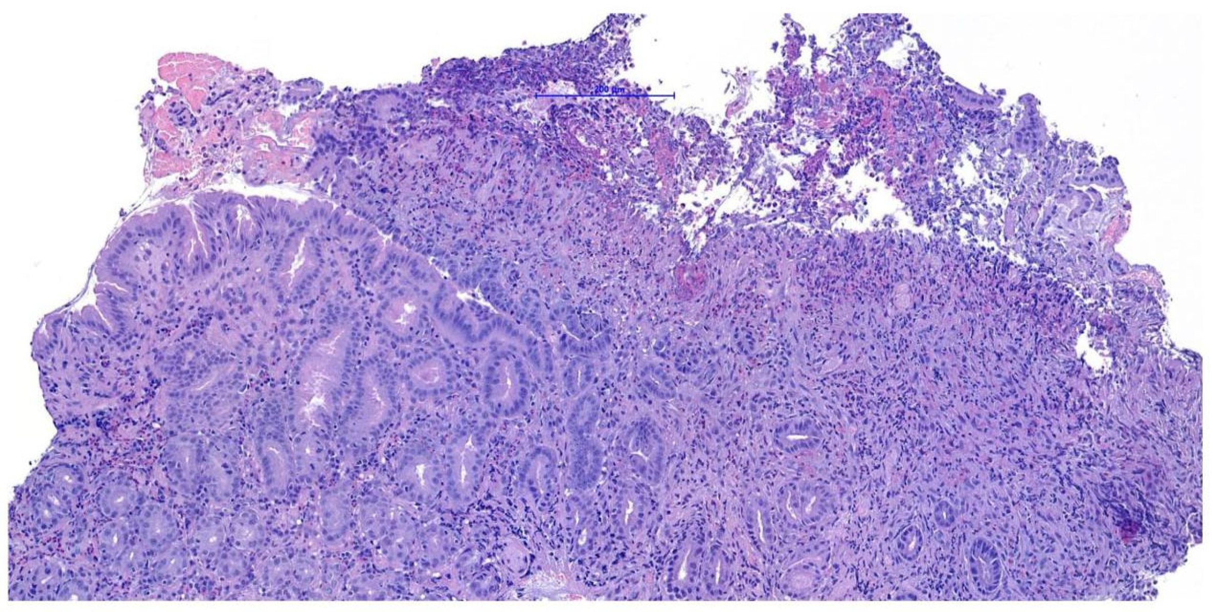 Animals 15 02888 g004