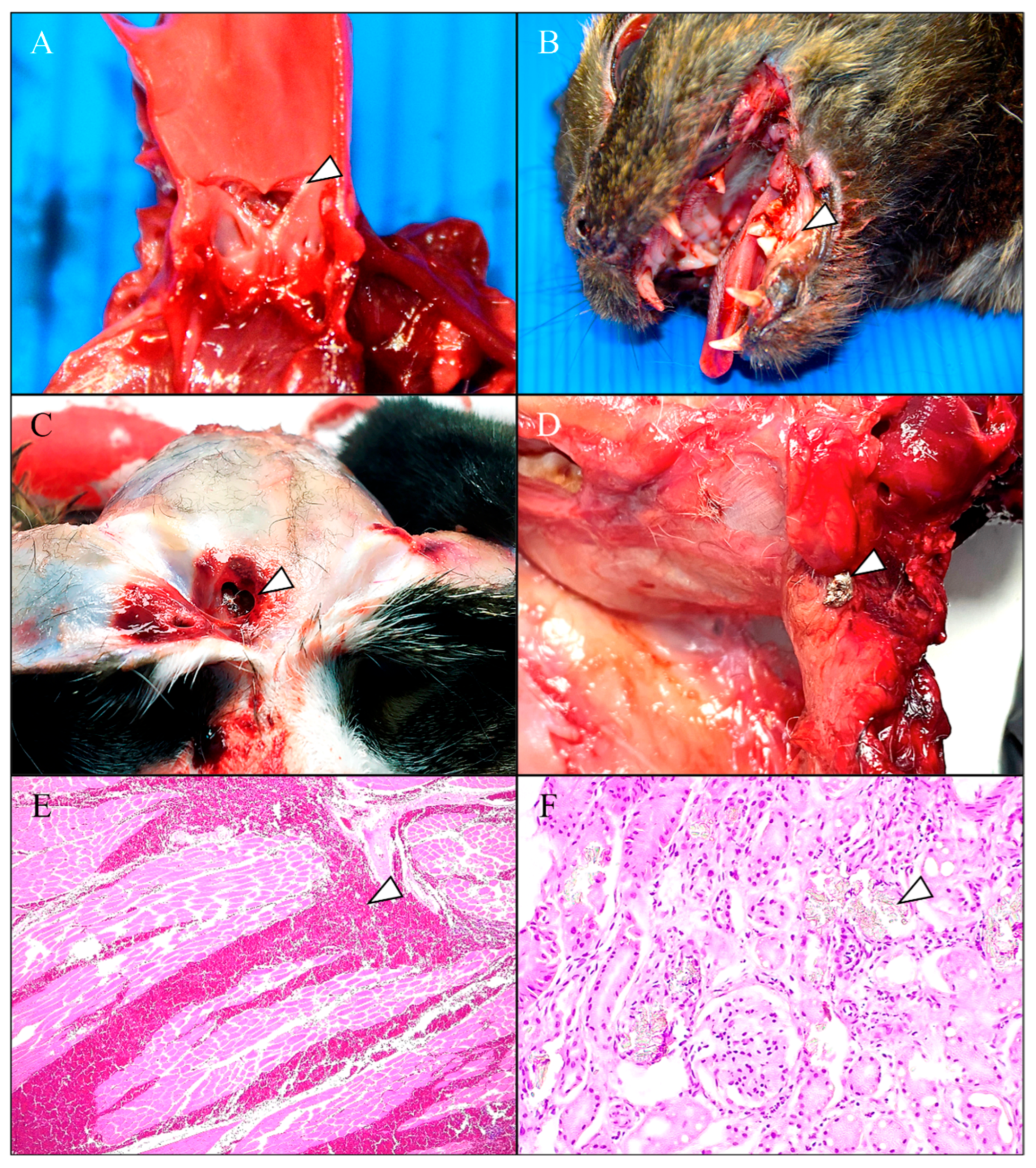 Animals 15 02892 g002