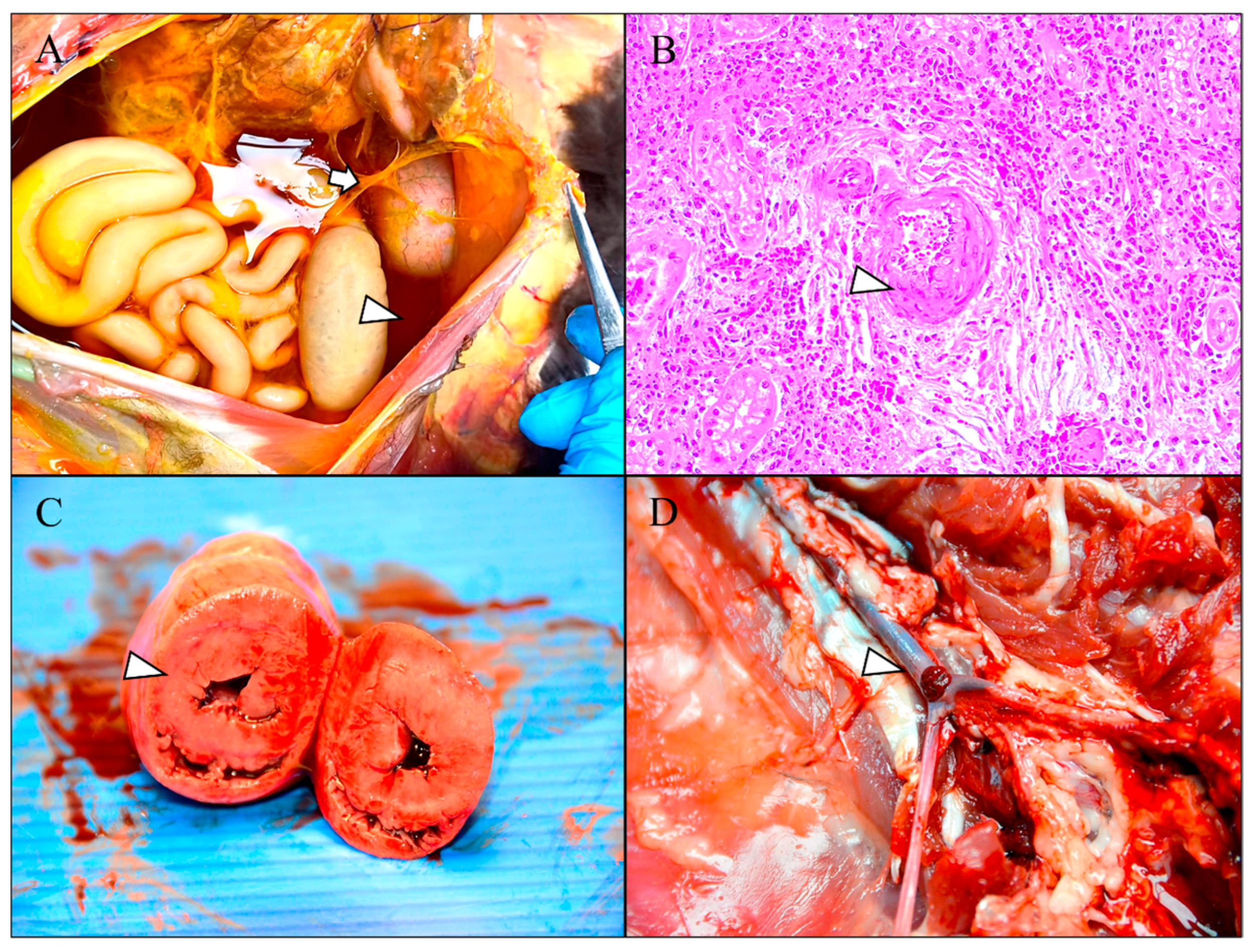 Animals 15 02892 g003