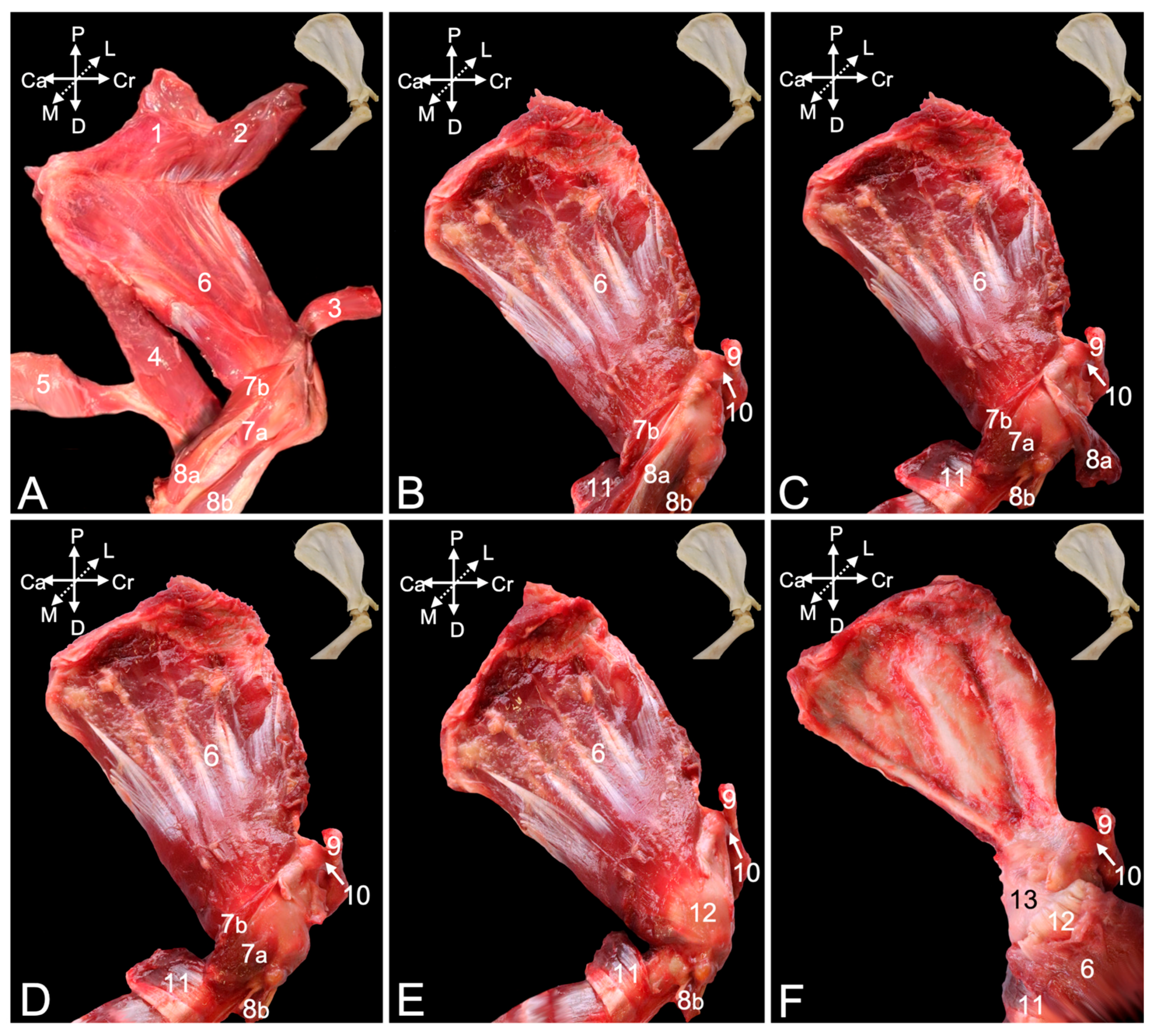 Animals 15 02894 g003