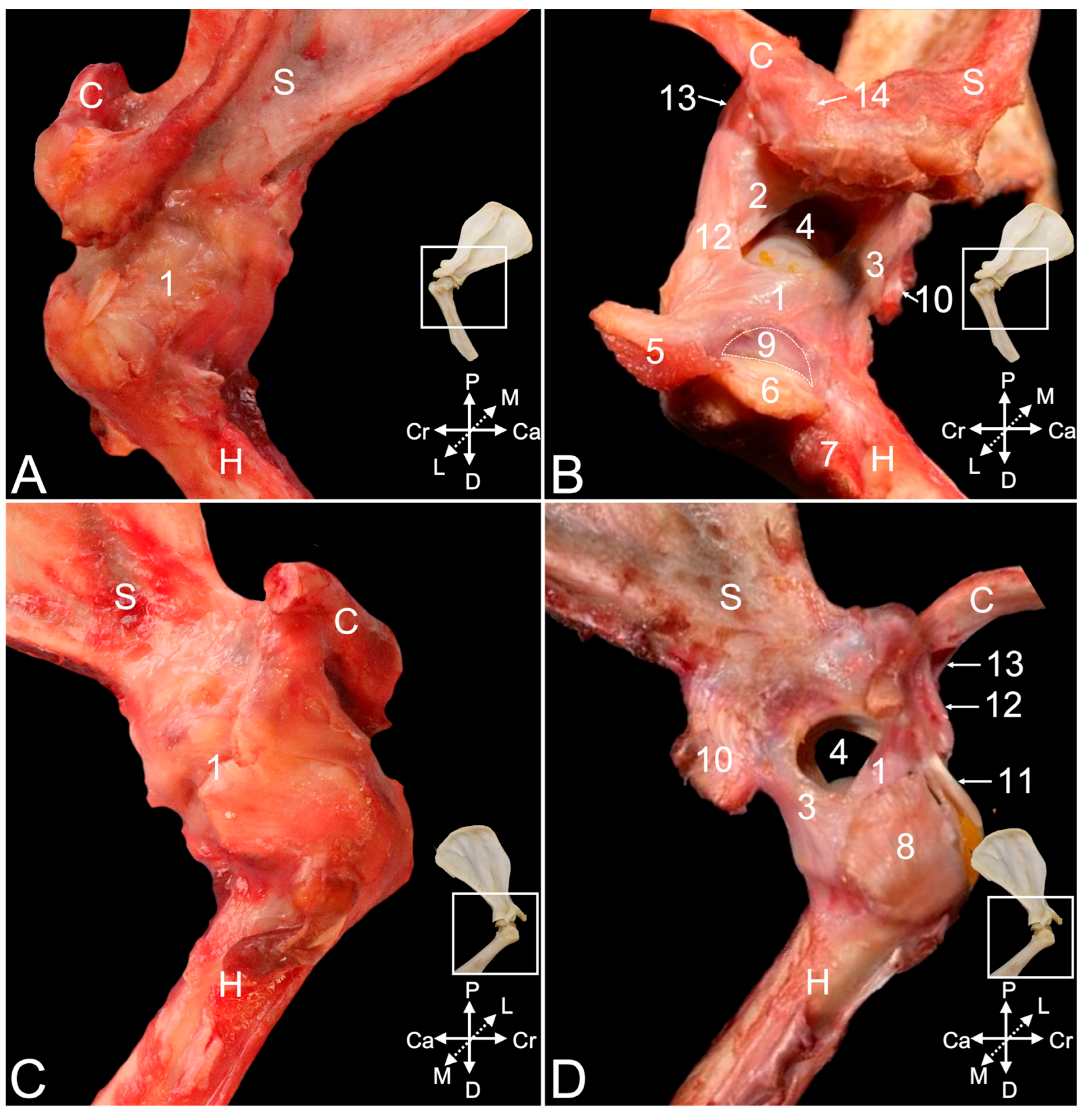 Animals 15 02894 g004