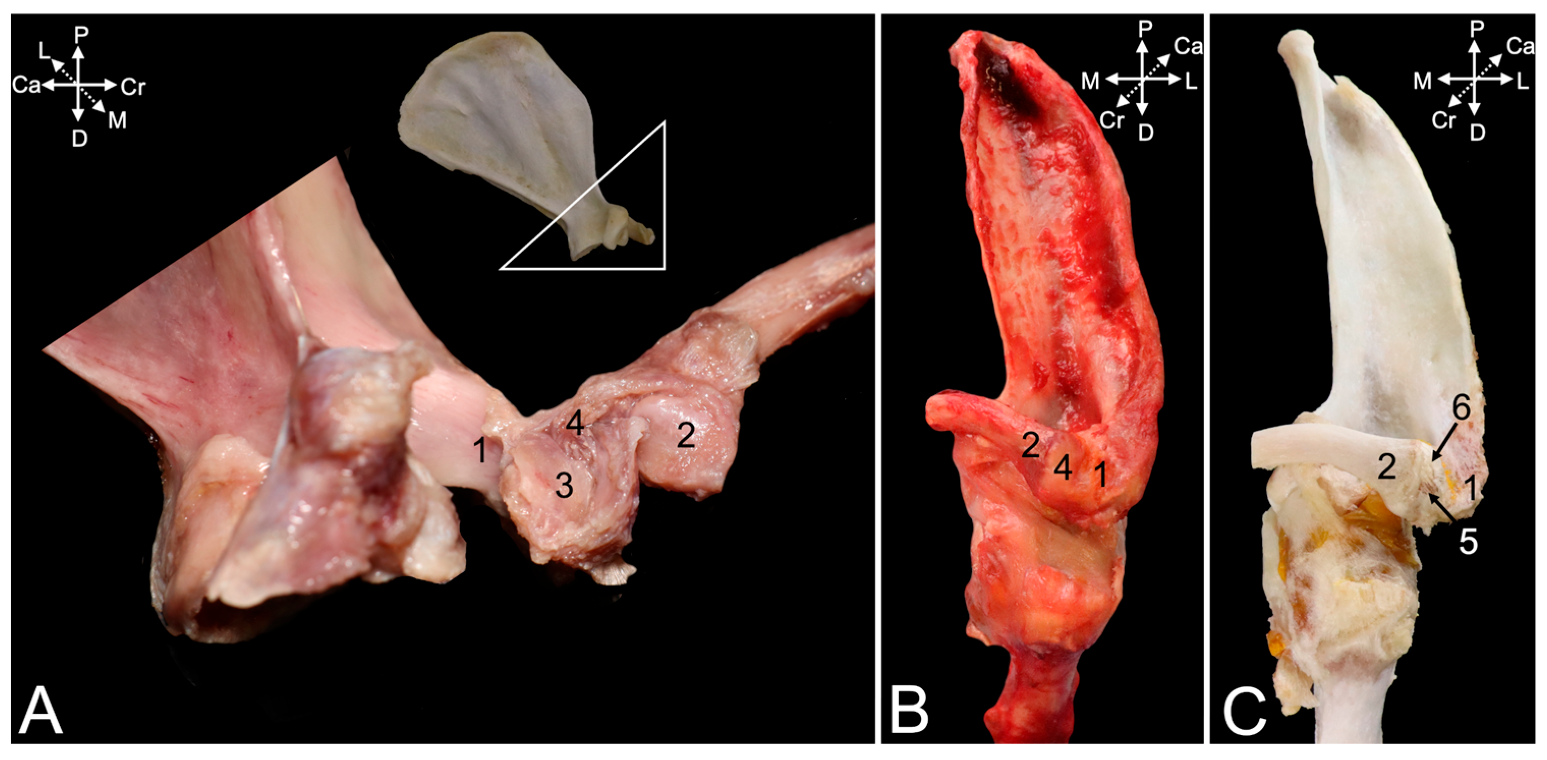 Animals 15 02894 g007