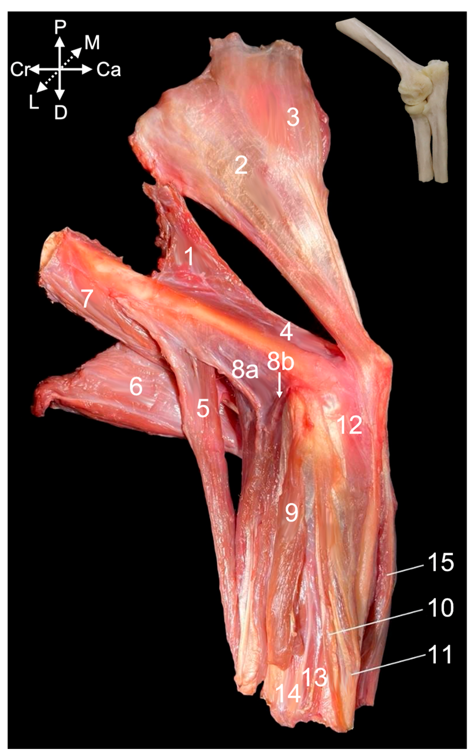 Animals 15 02894 g010