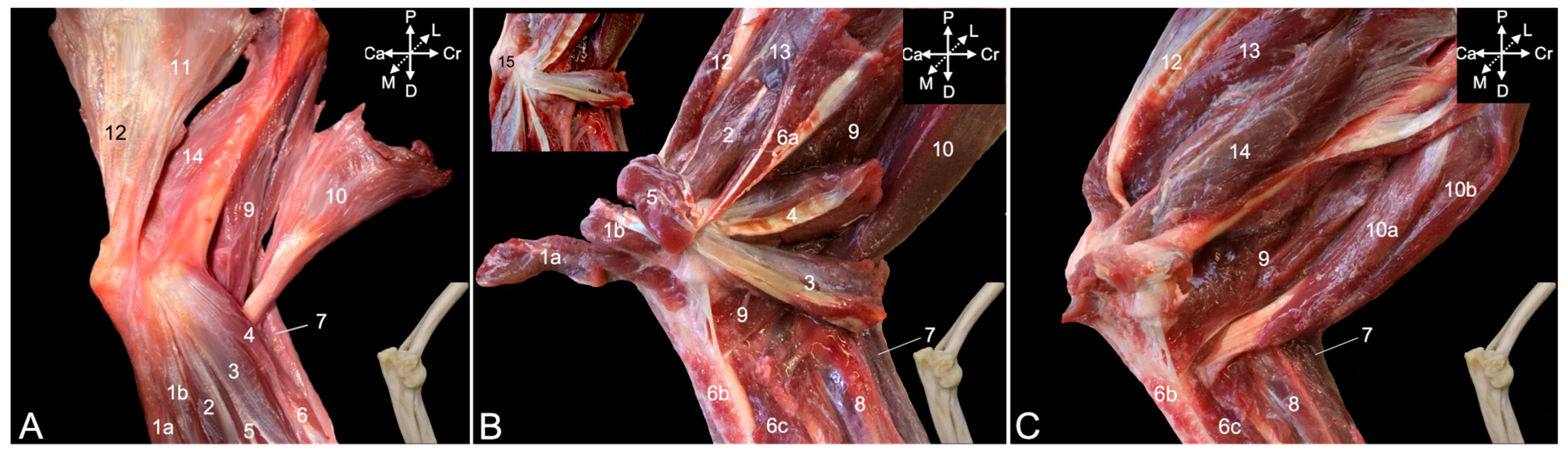 Animals 15 02894 g011