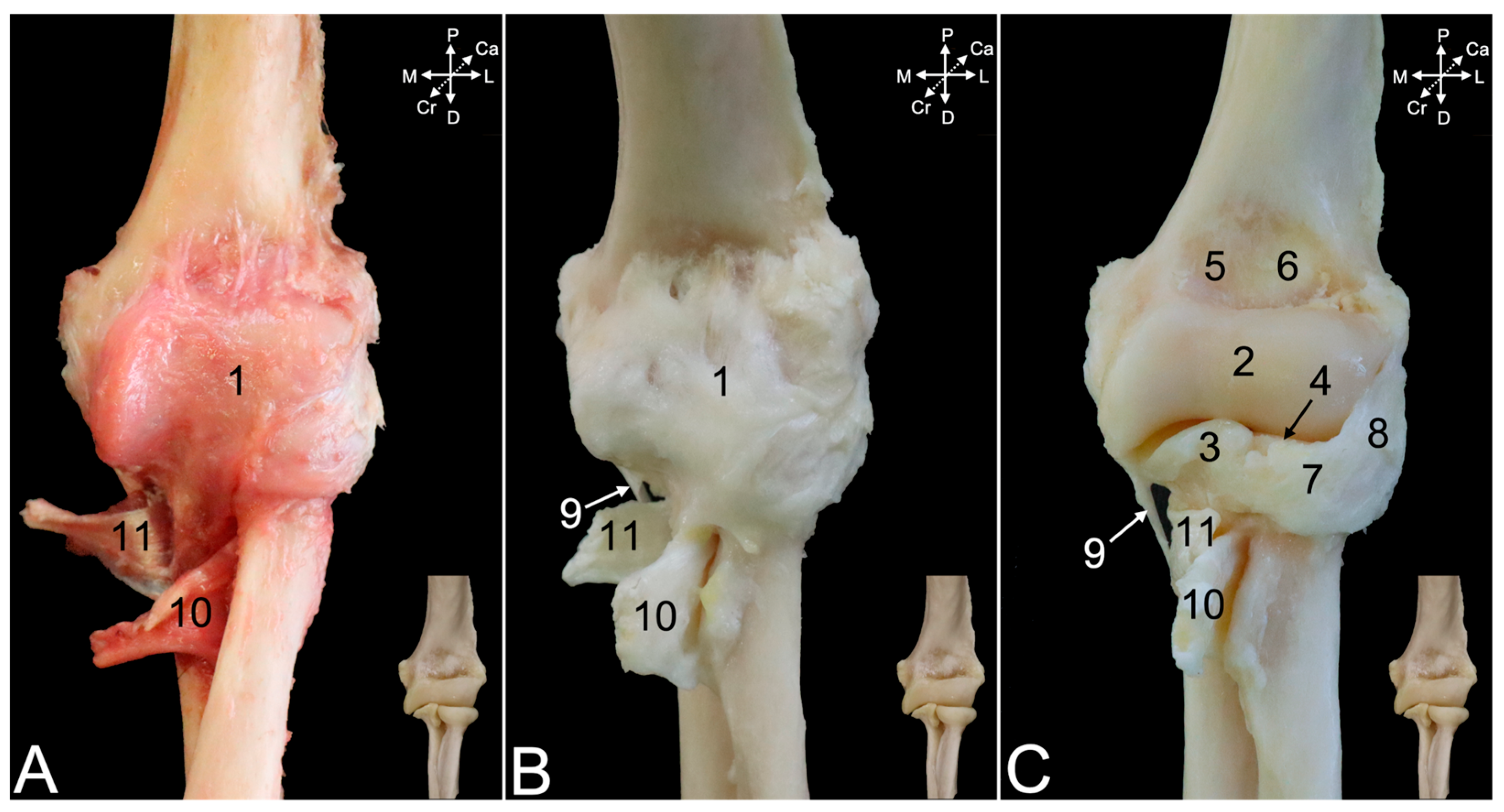 Animals 15 02894 g012