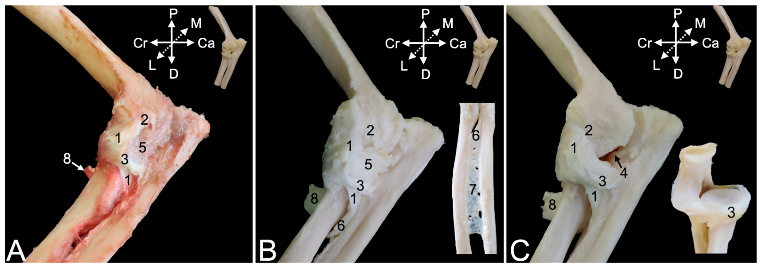 Animals 15 02894 g014