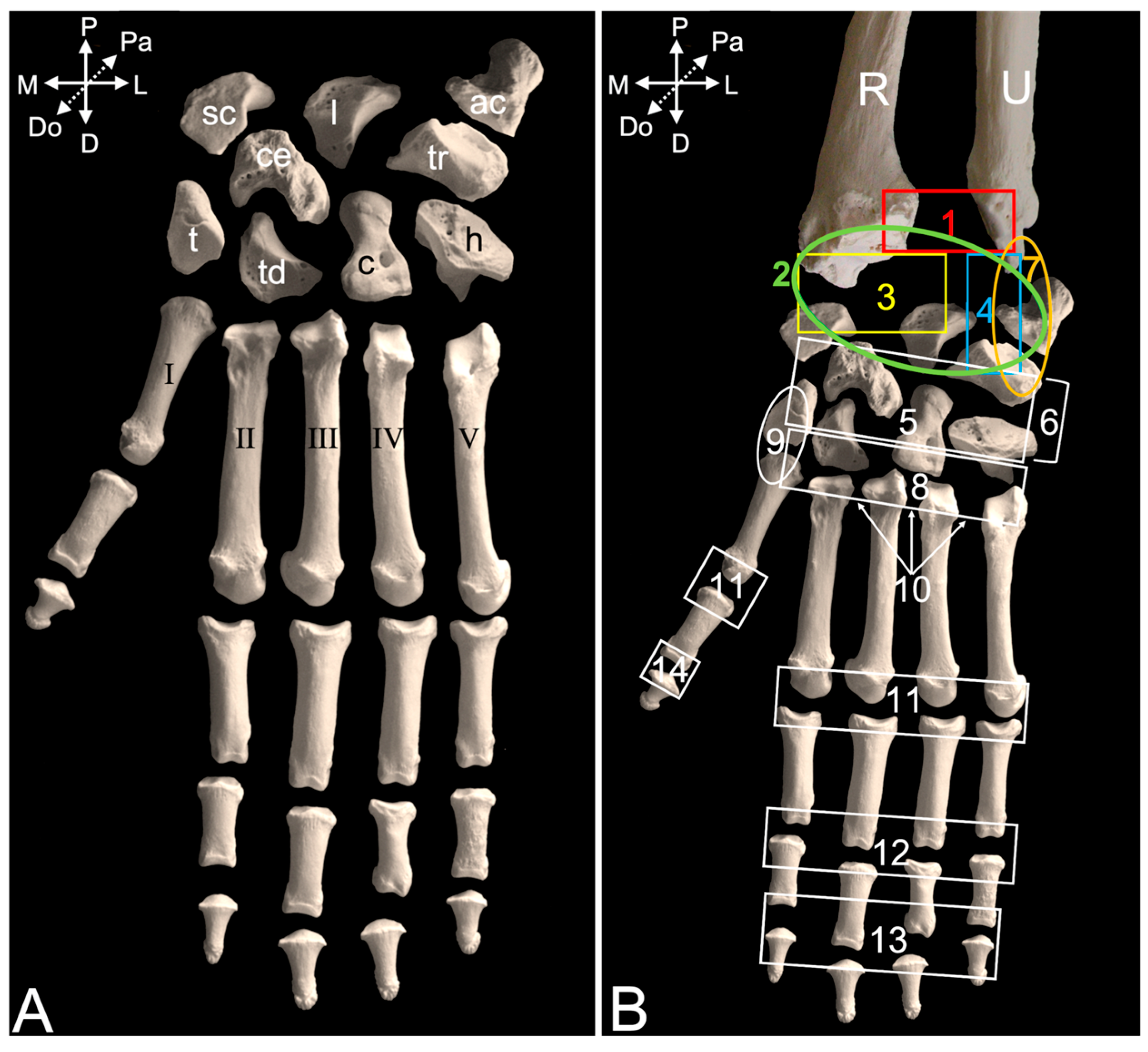 Animals 15 02894 g016