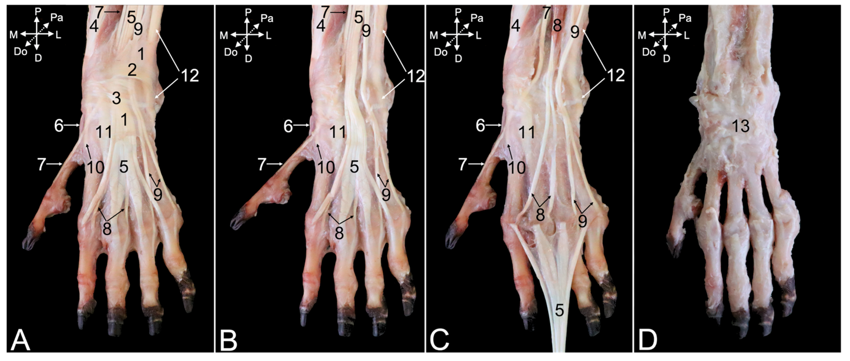 Animals 15 02894 g017