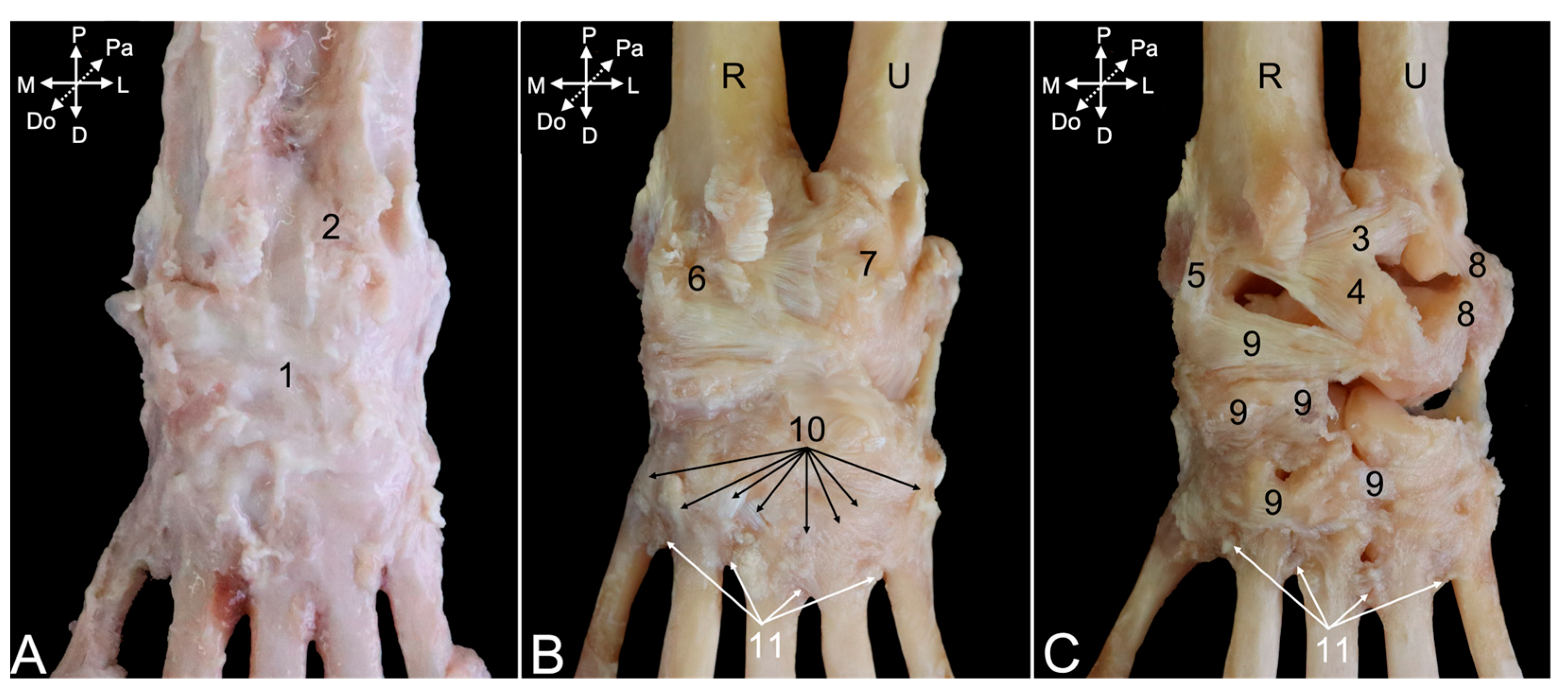 Animals 15 02894 g019