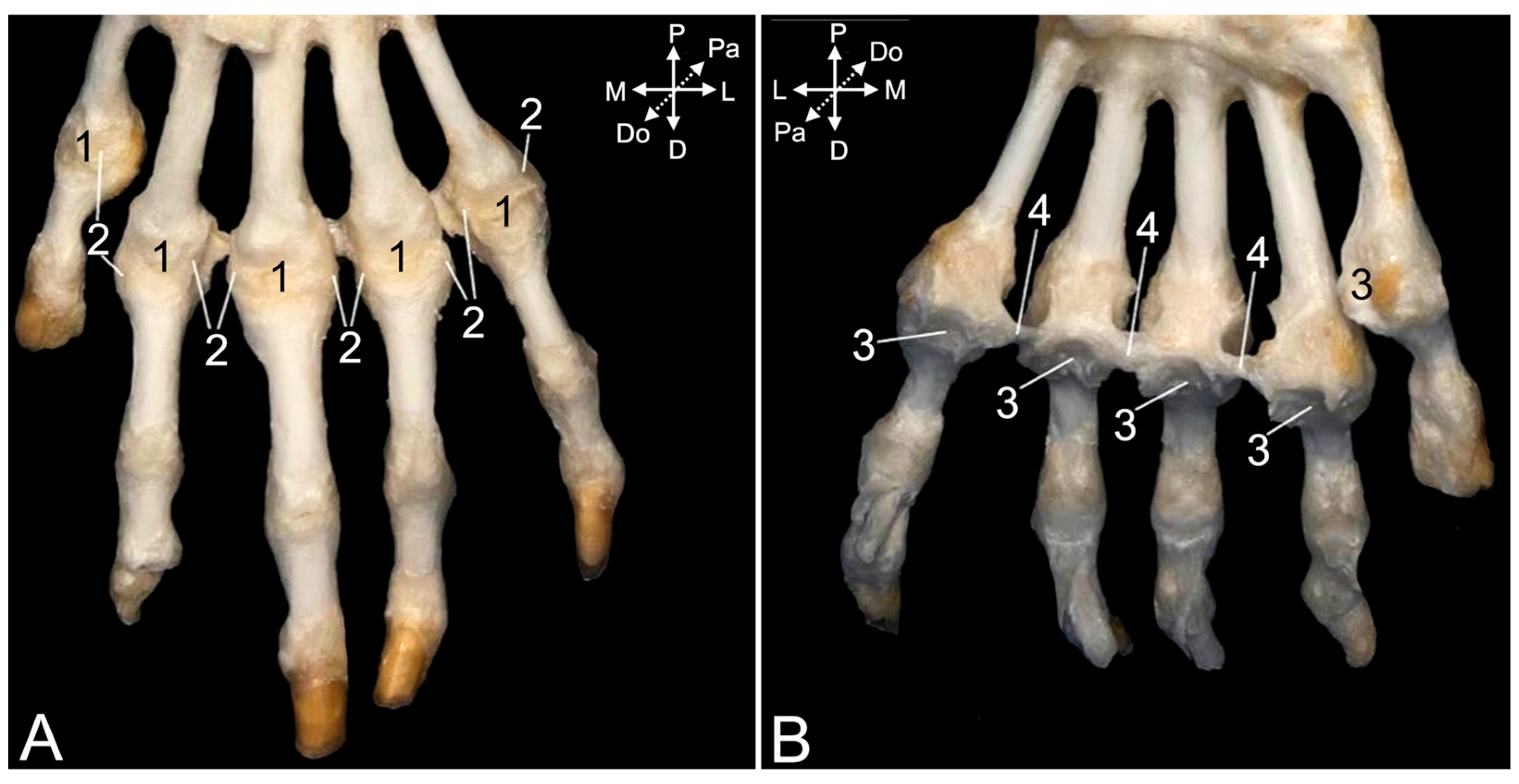 Animals 15 02894 g022