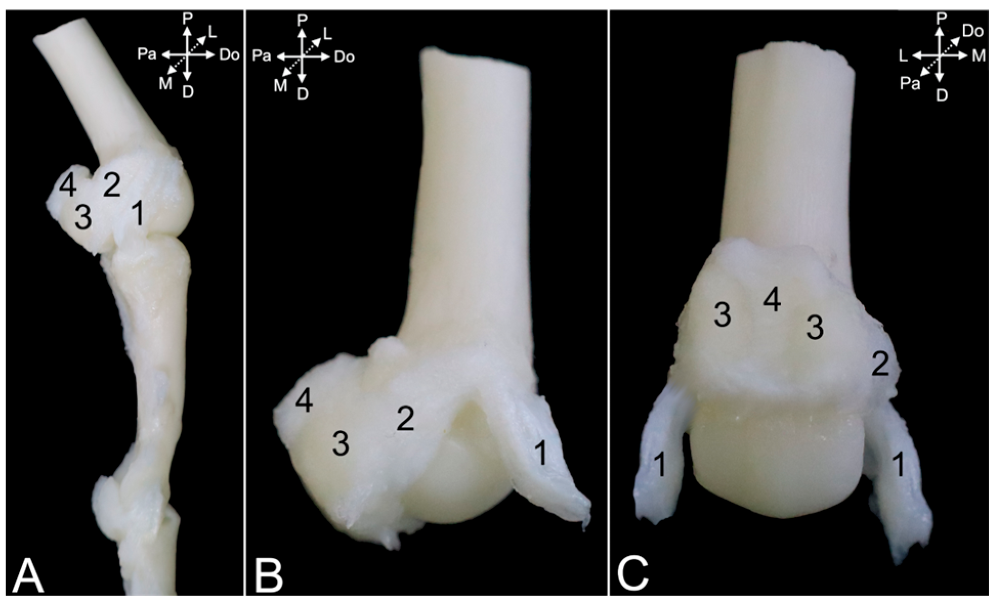 Animals 15 02894 g023