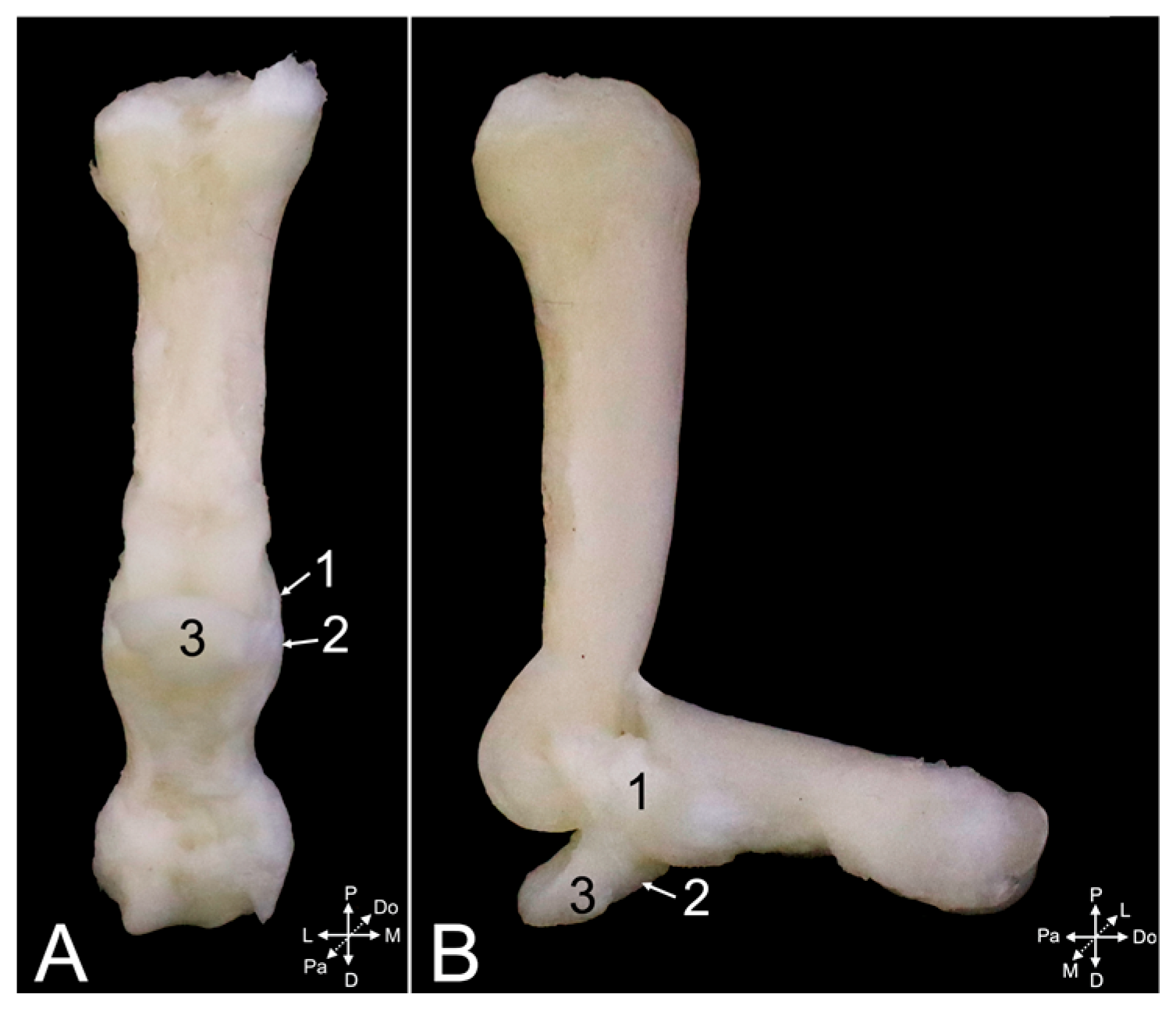 Animals 15 02894 g024