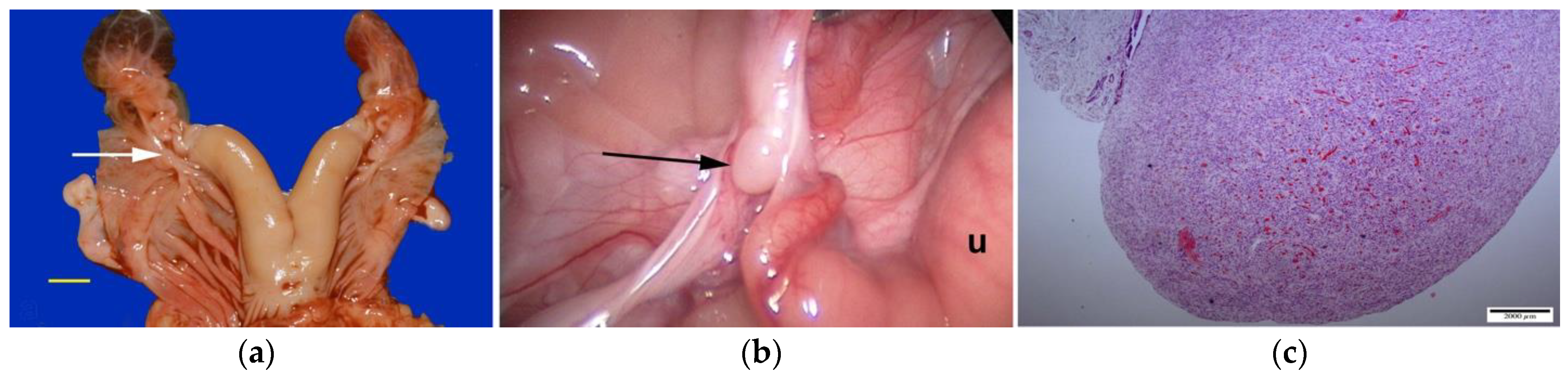 Animals 15 02902 g001