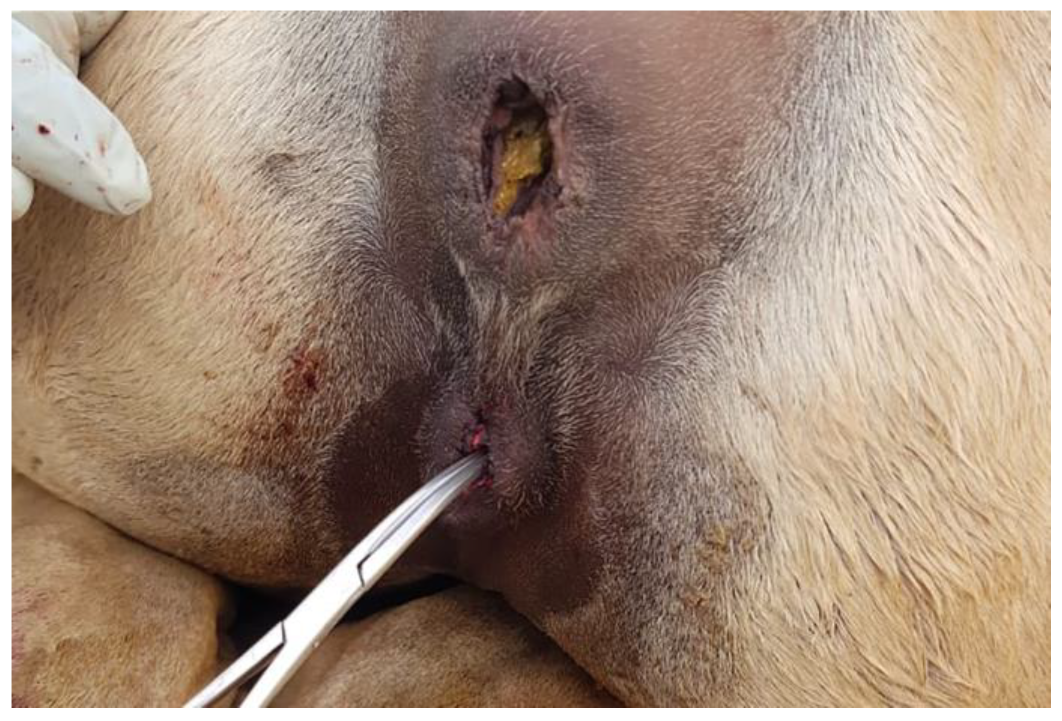 Animals 15 02902 g004