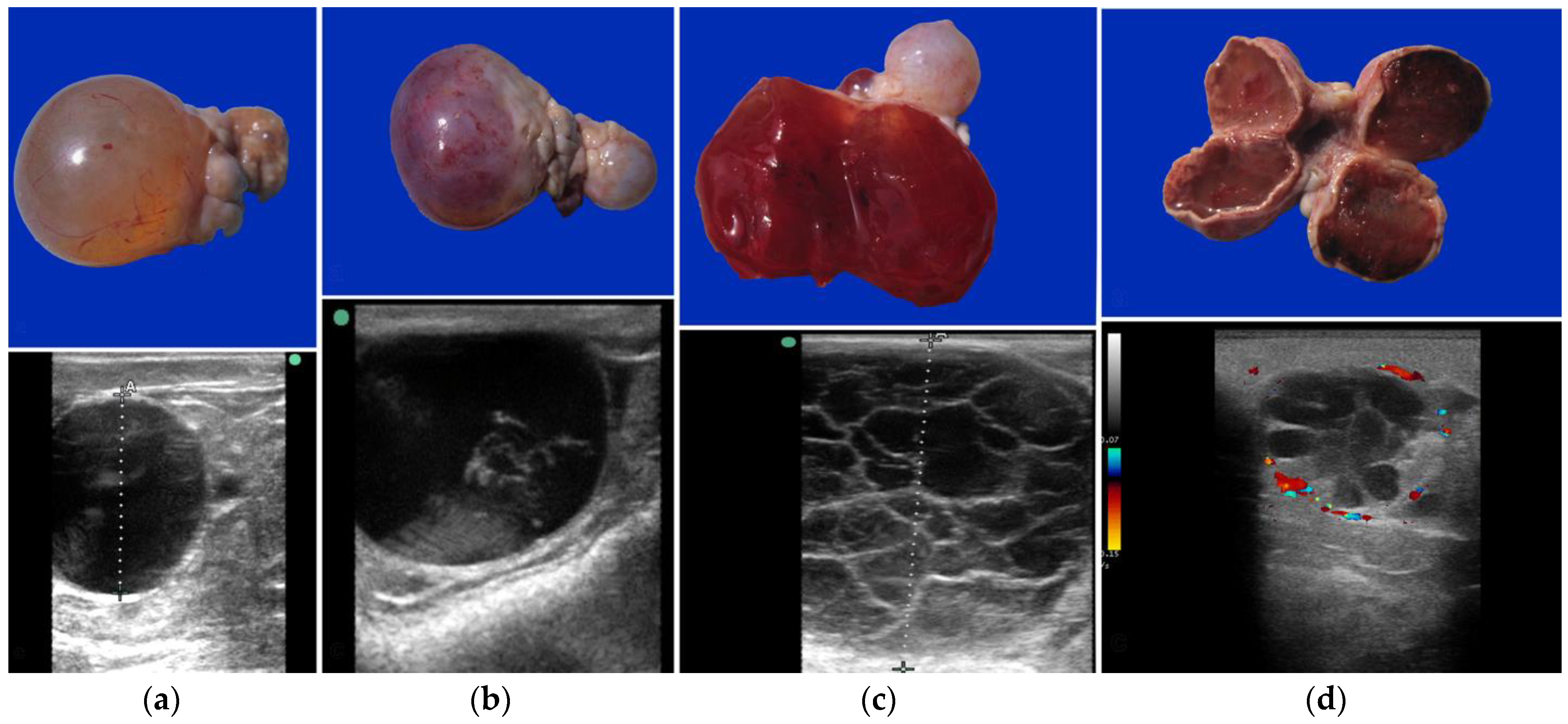 Animals 15 02902 g005