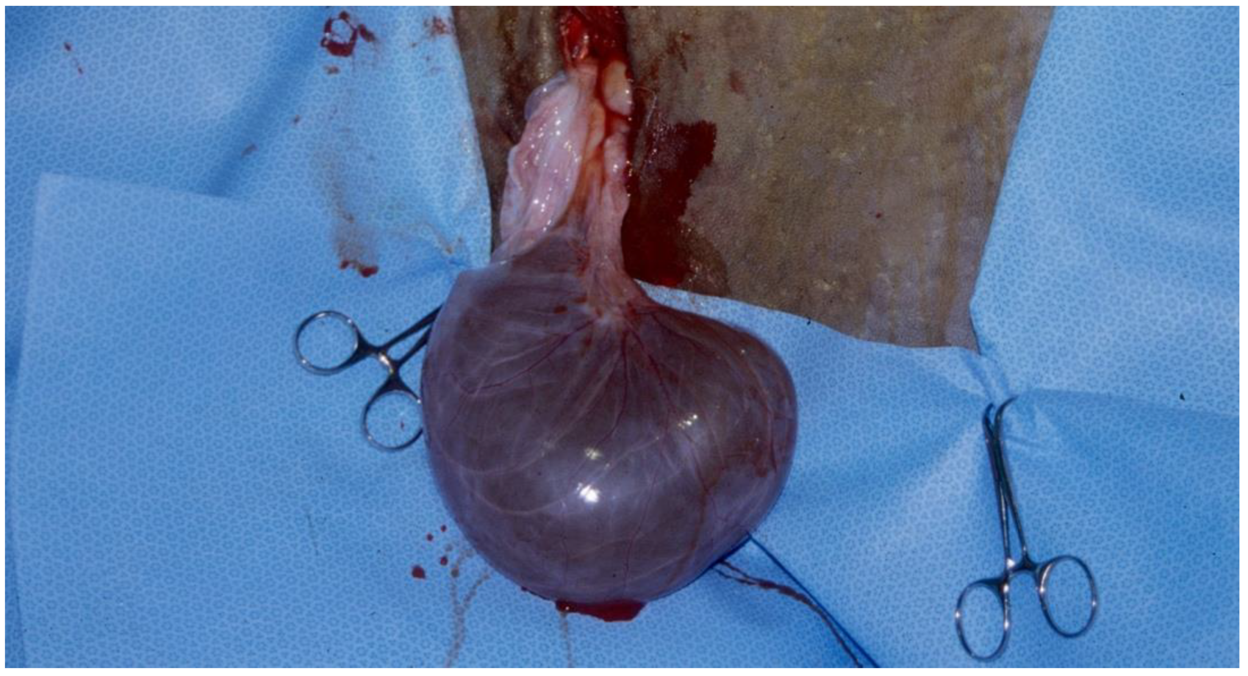 Animals 15 02902 g007