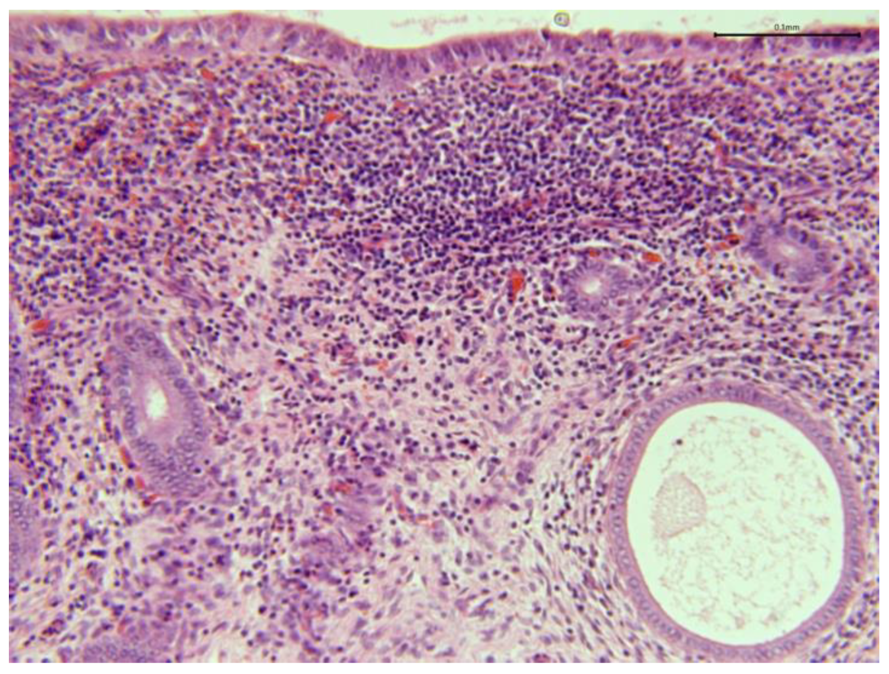 Animals 15 02902 g011