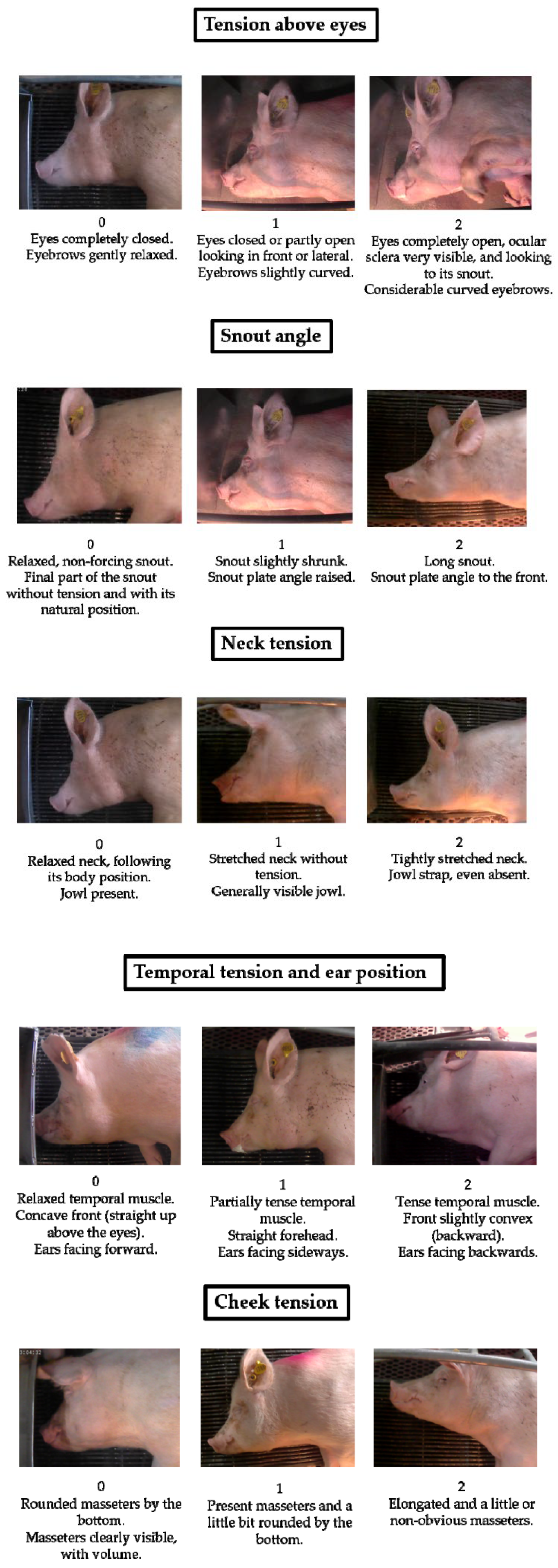 Animals 15 02915 g001