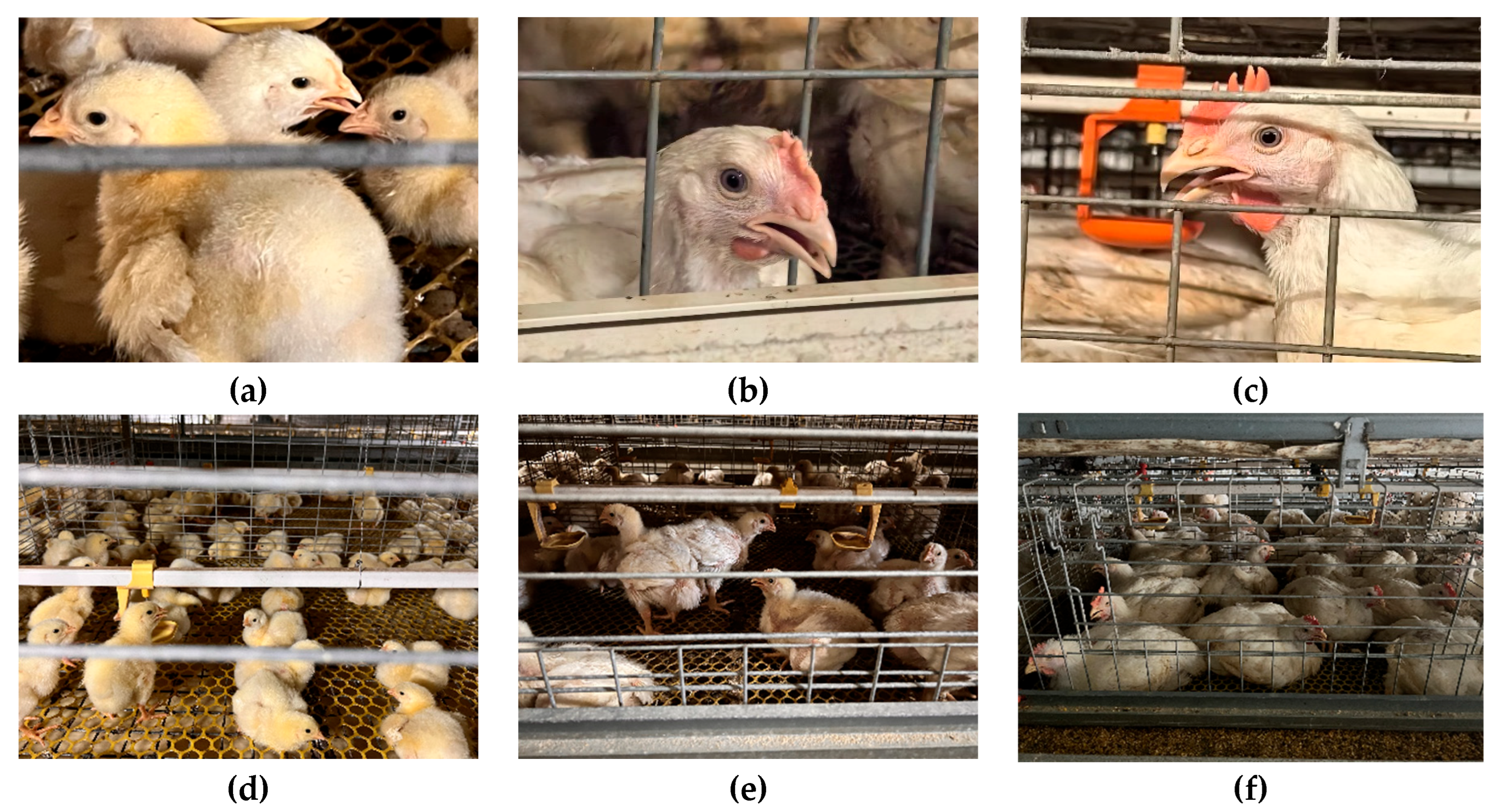 Animals 15 02919 g001