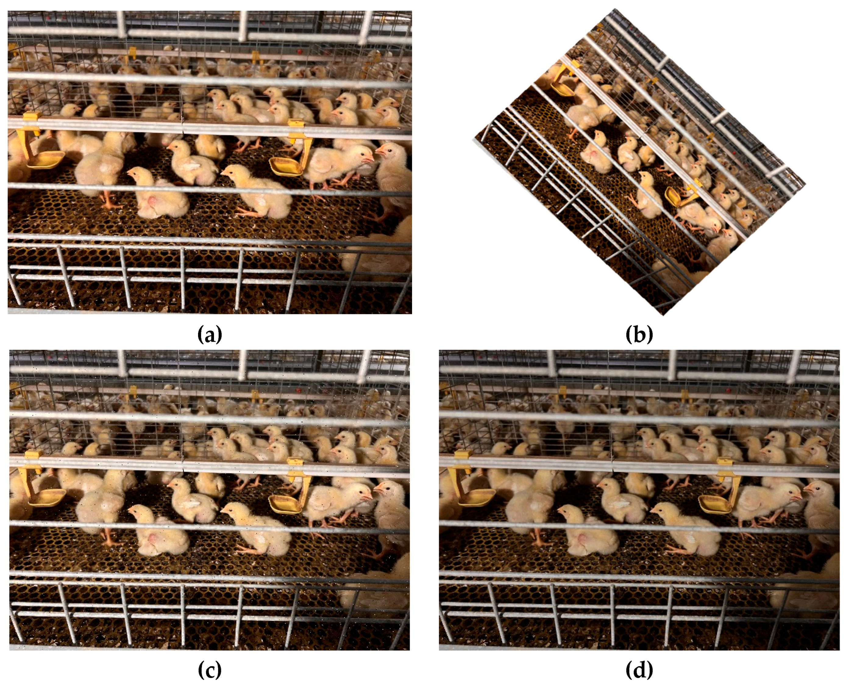 Animals 15 02919 g002