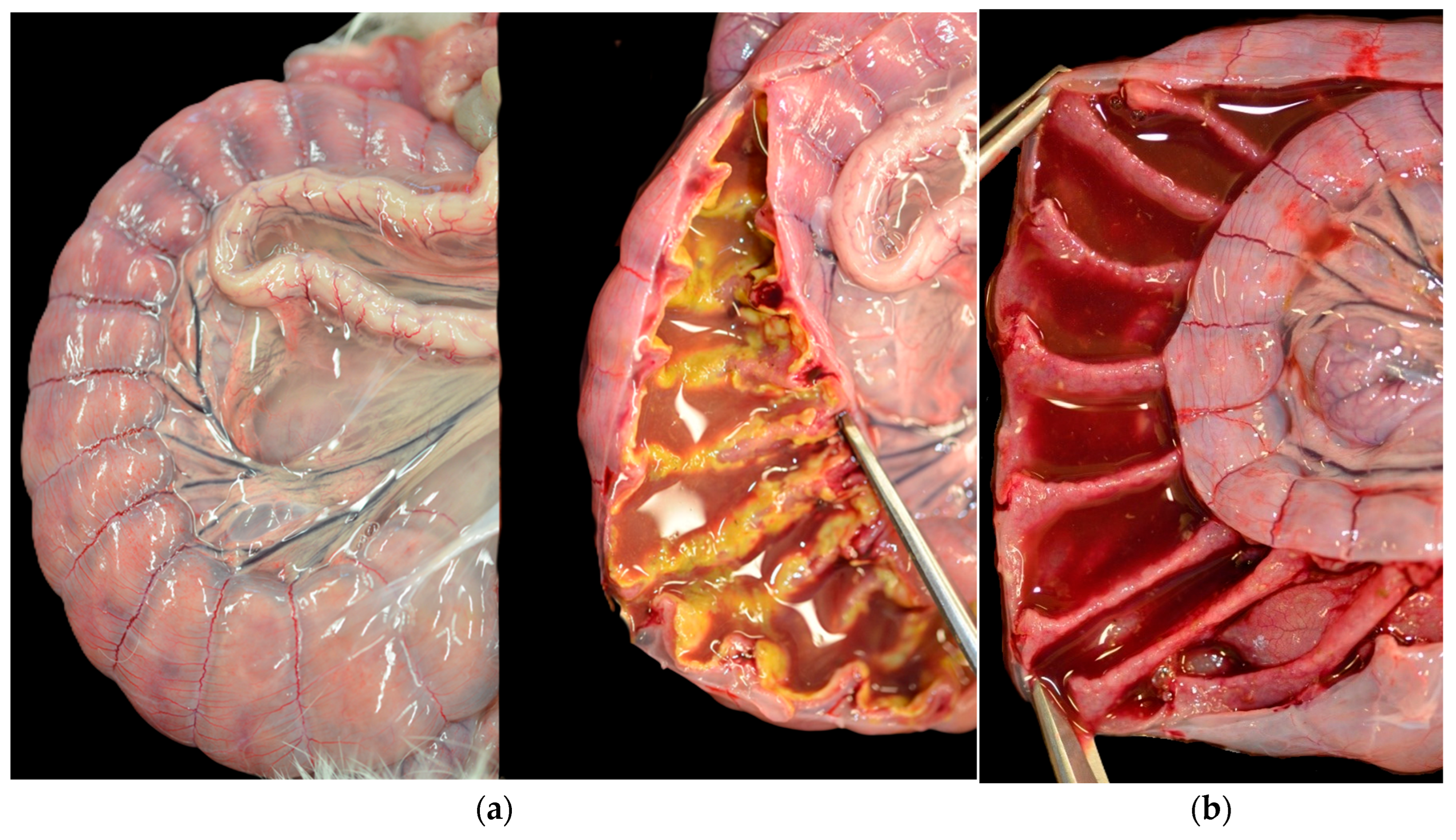 Animals 15 02920 g003