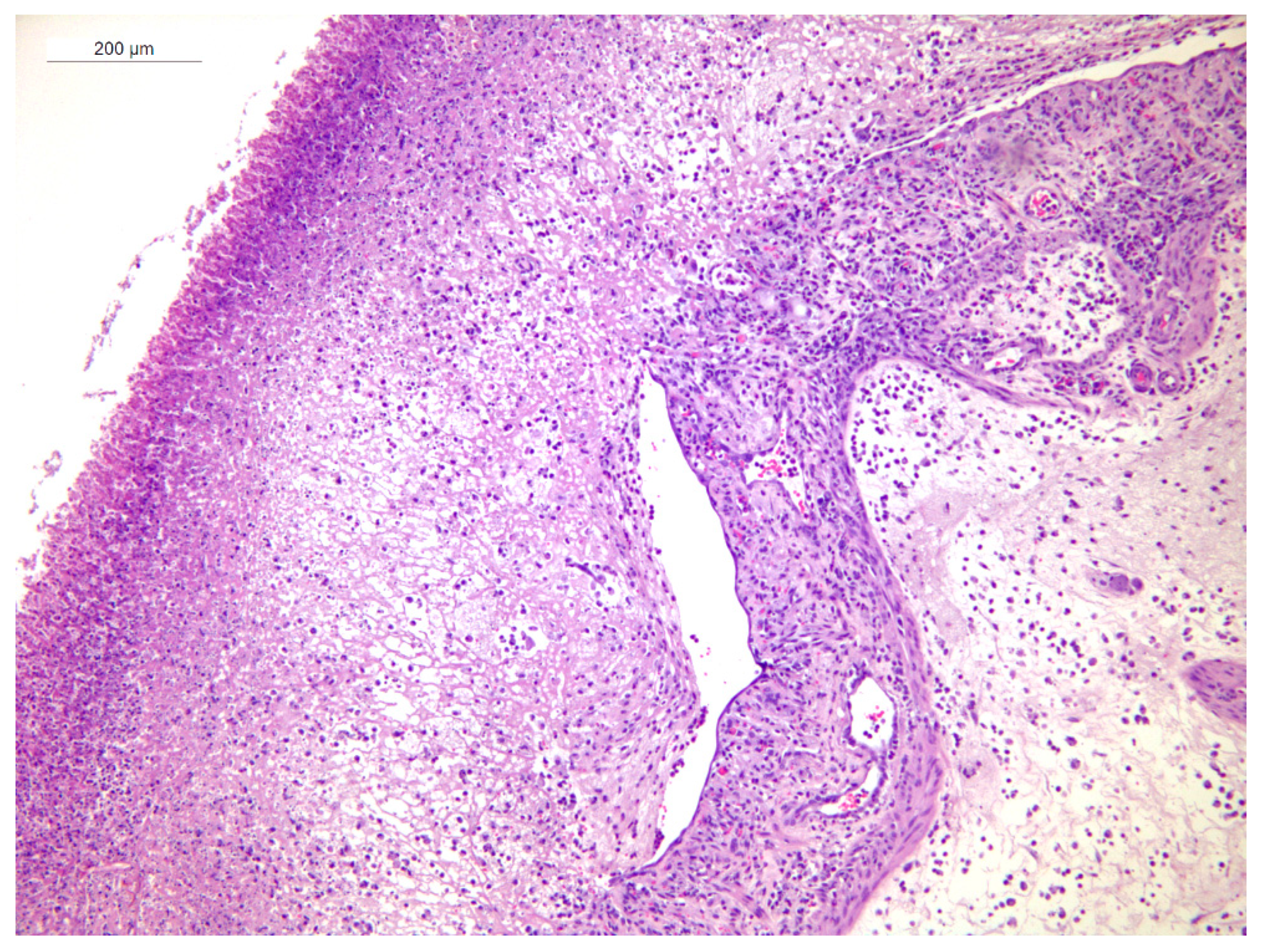 Animals 15 02920 g004