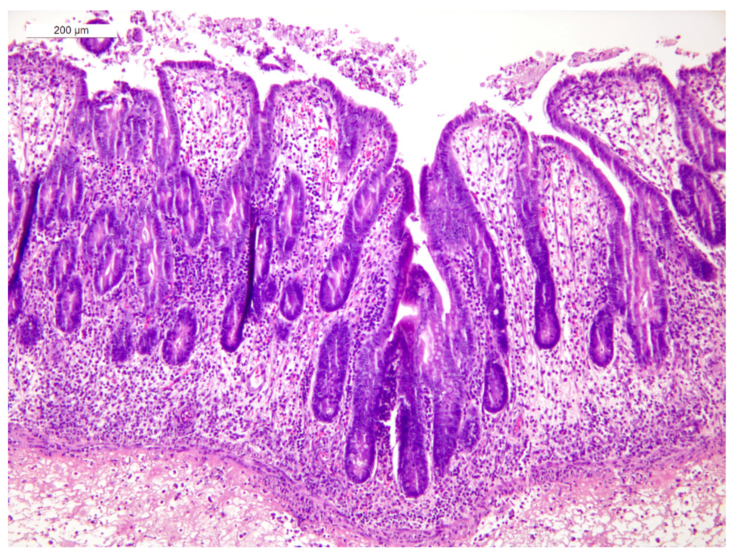 Animals 15 02920 g005