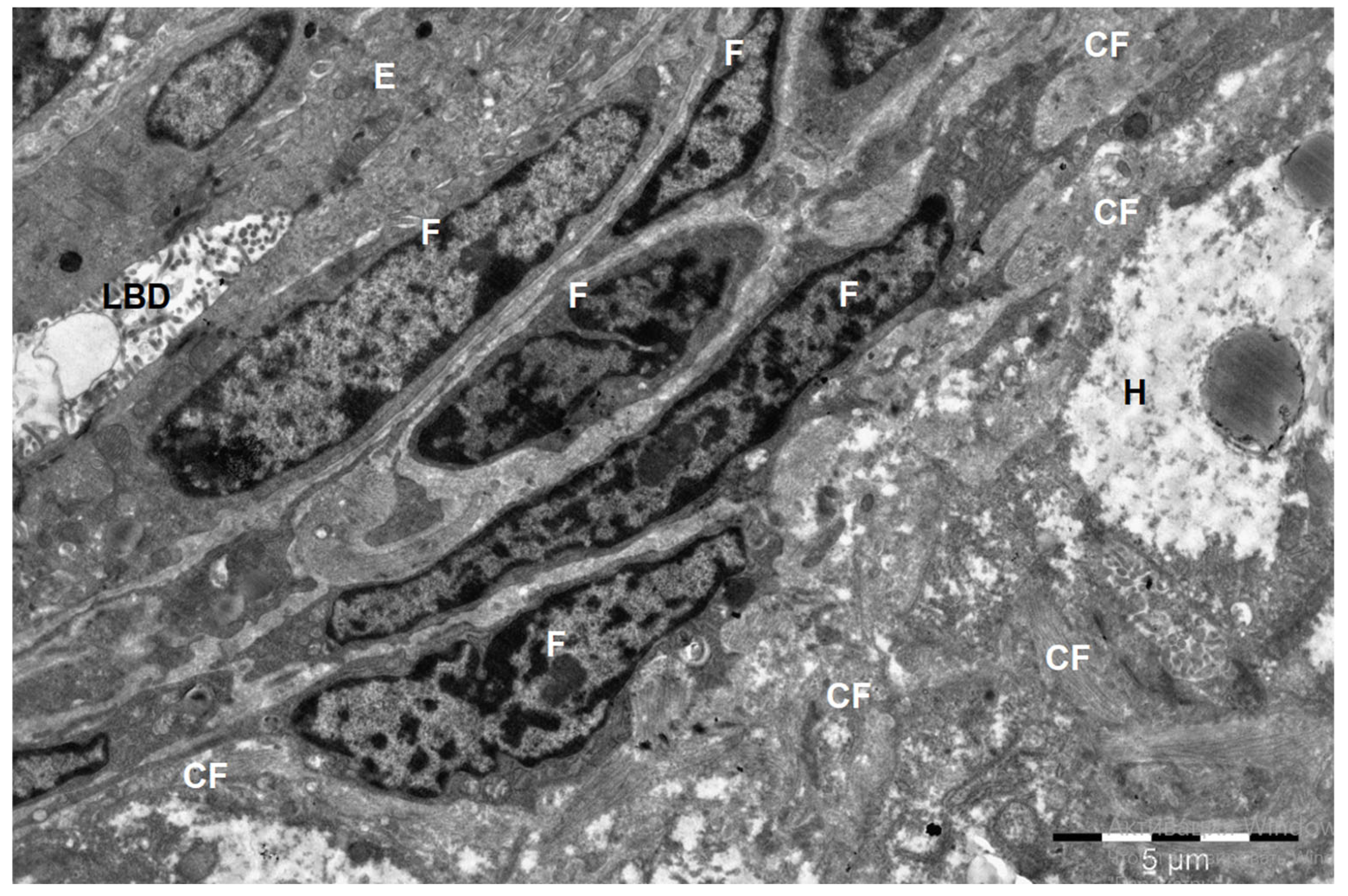 Animals 15 02921 g001