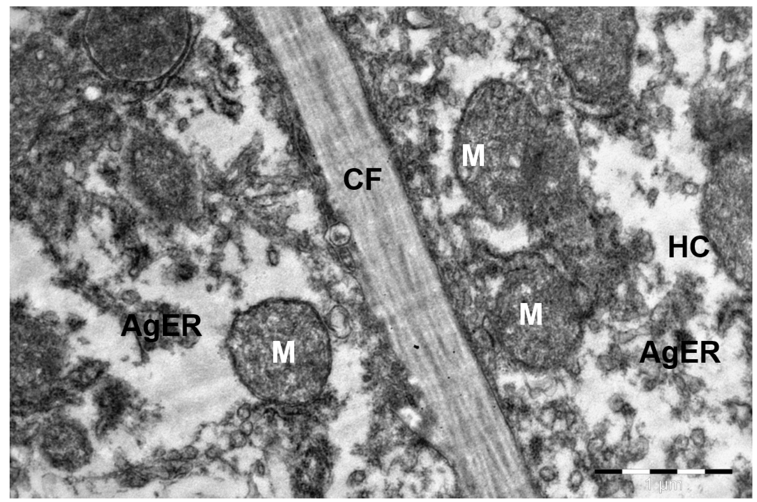 Animals 15 02921 g002