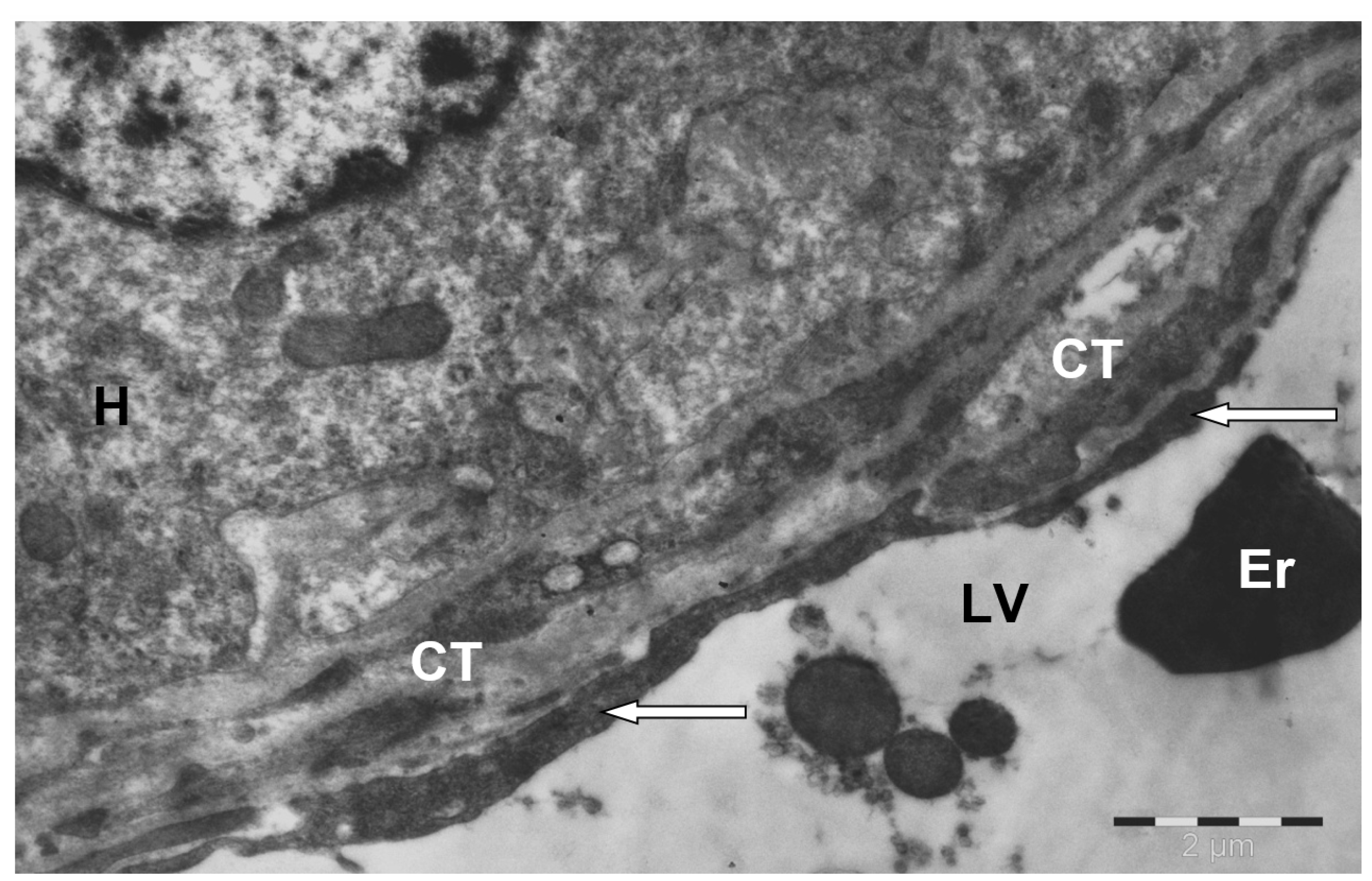 Animals 15 02921 g003