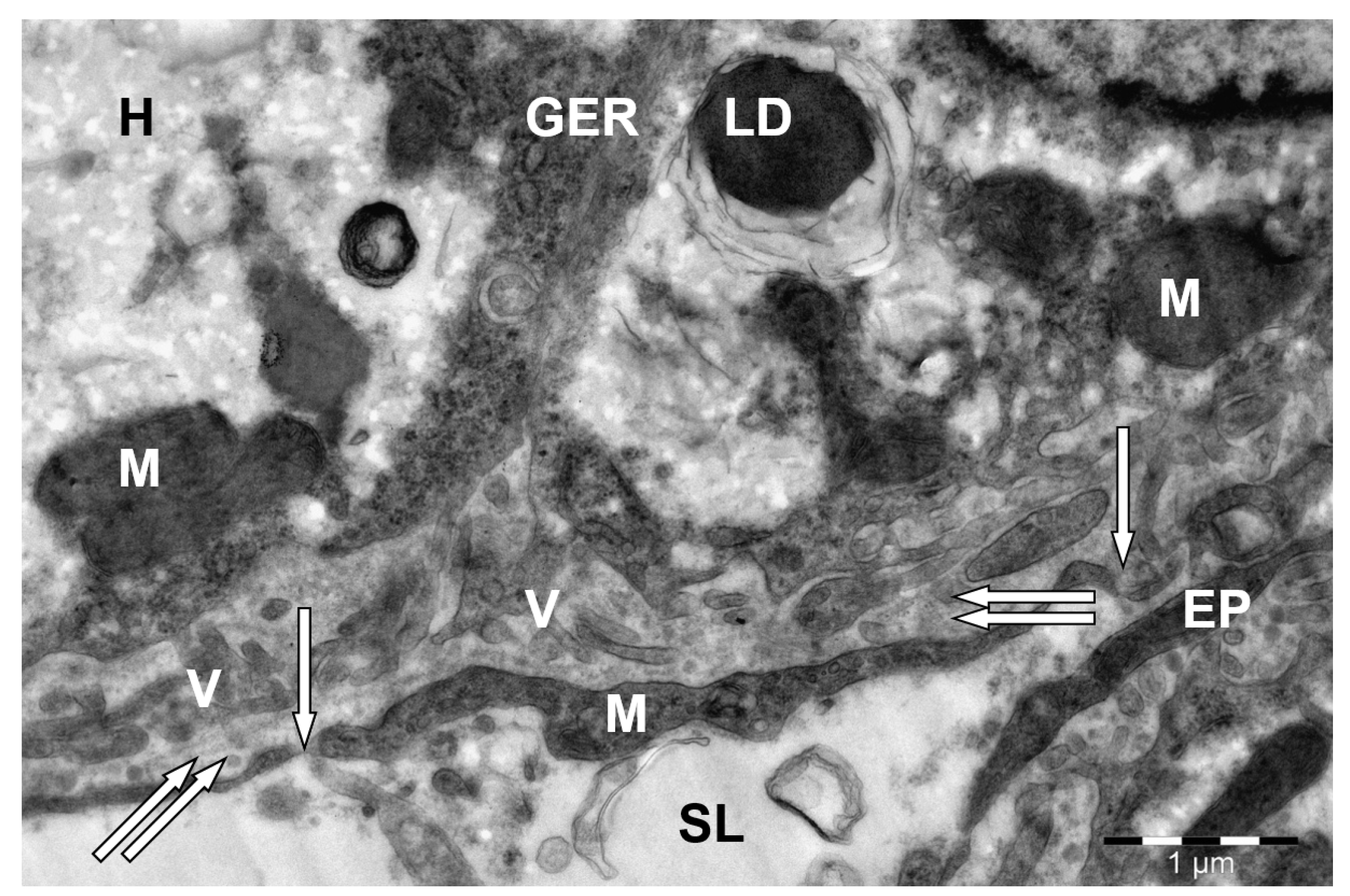 Animals 15 02921 g004