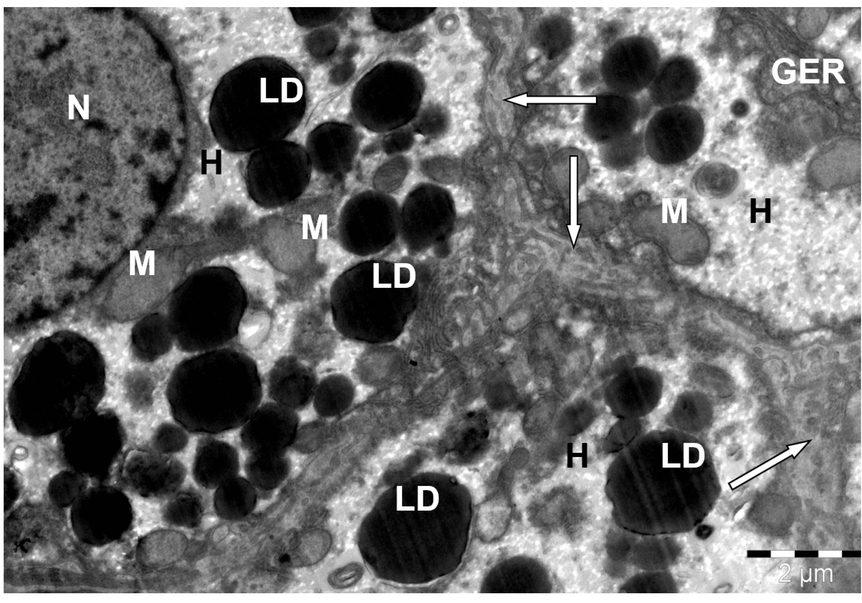 Animals 15 02921 g008