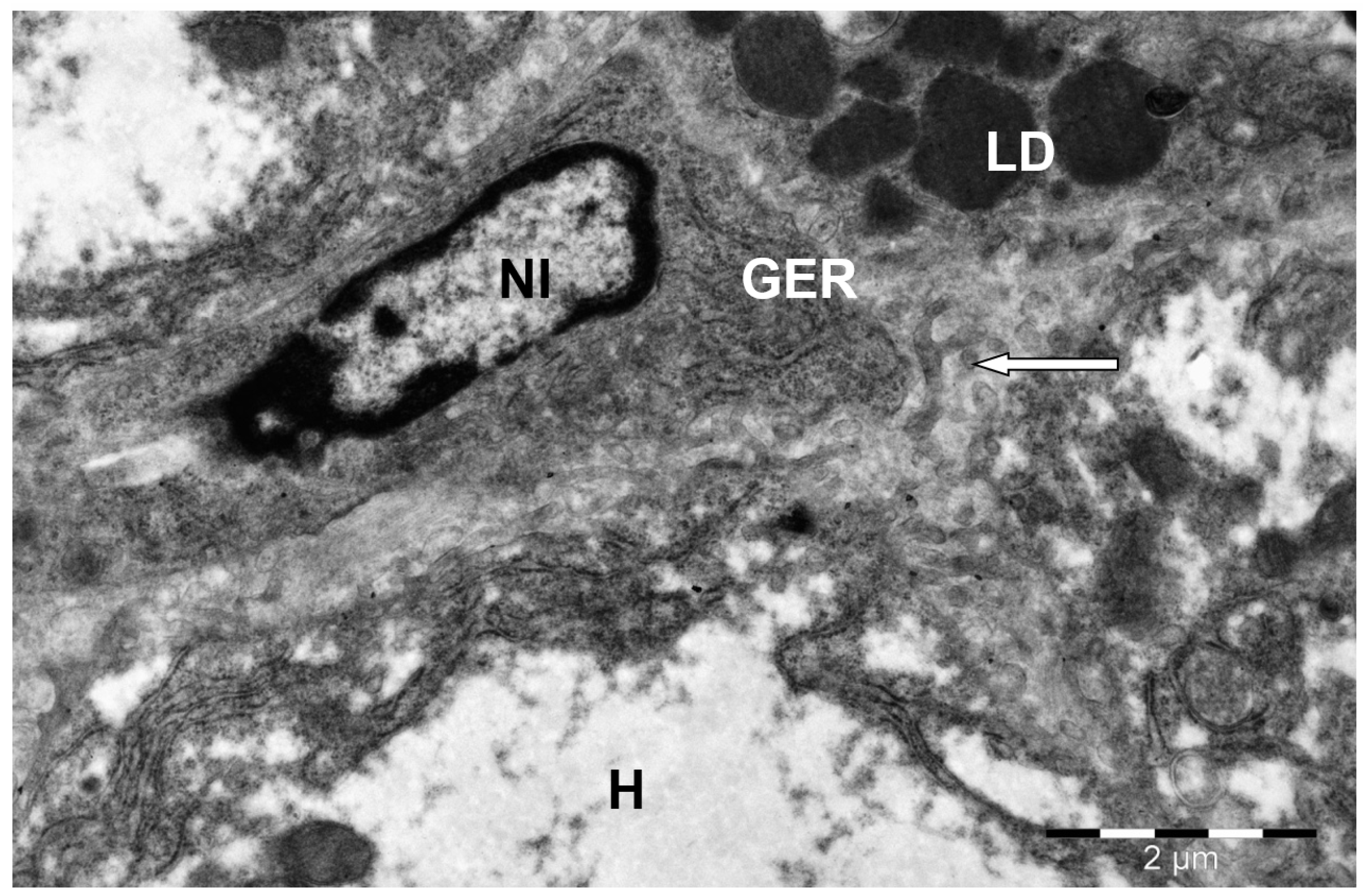 Animals 15 02921 g009