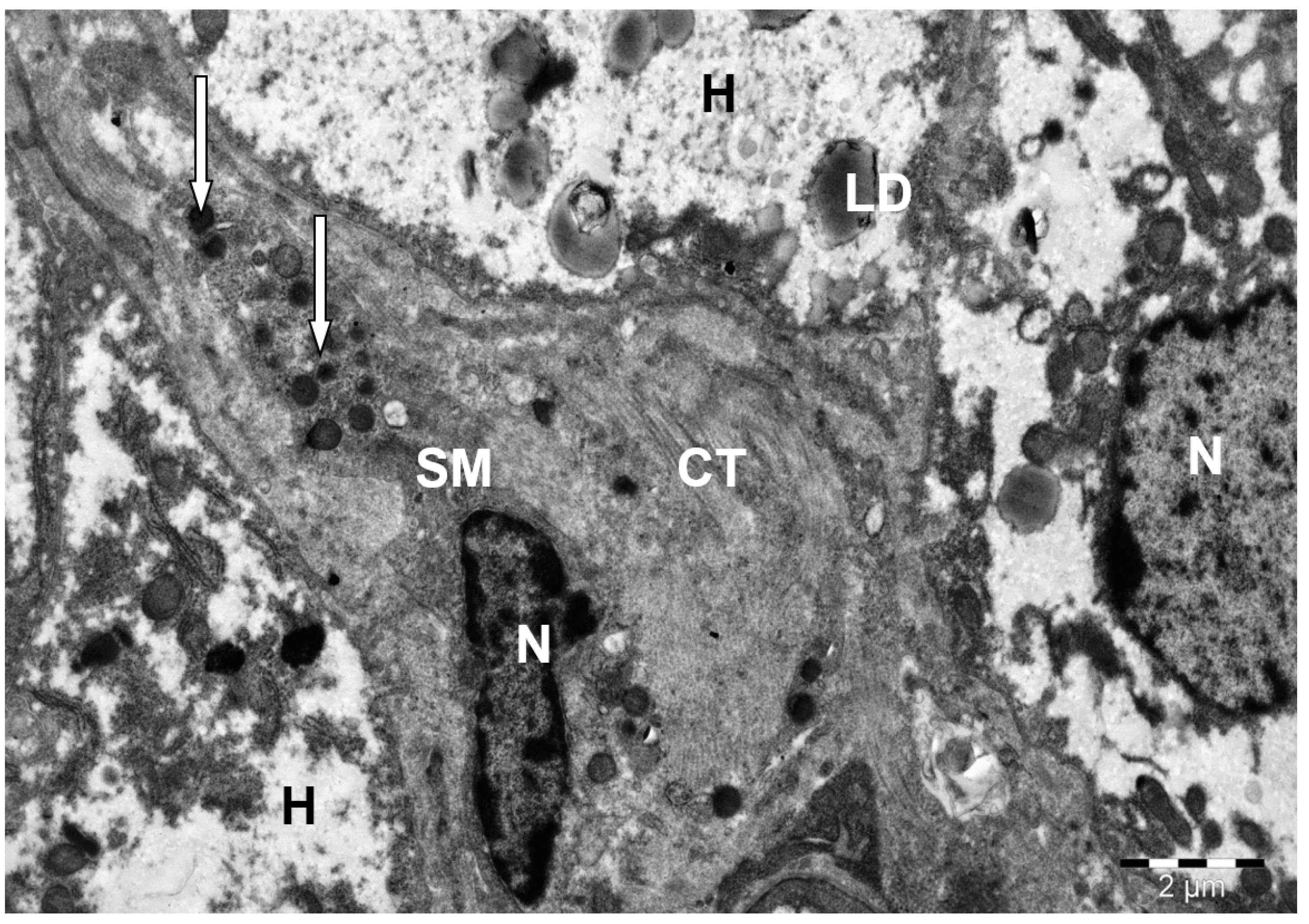 Animals 15 02921 g011