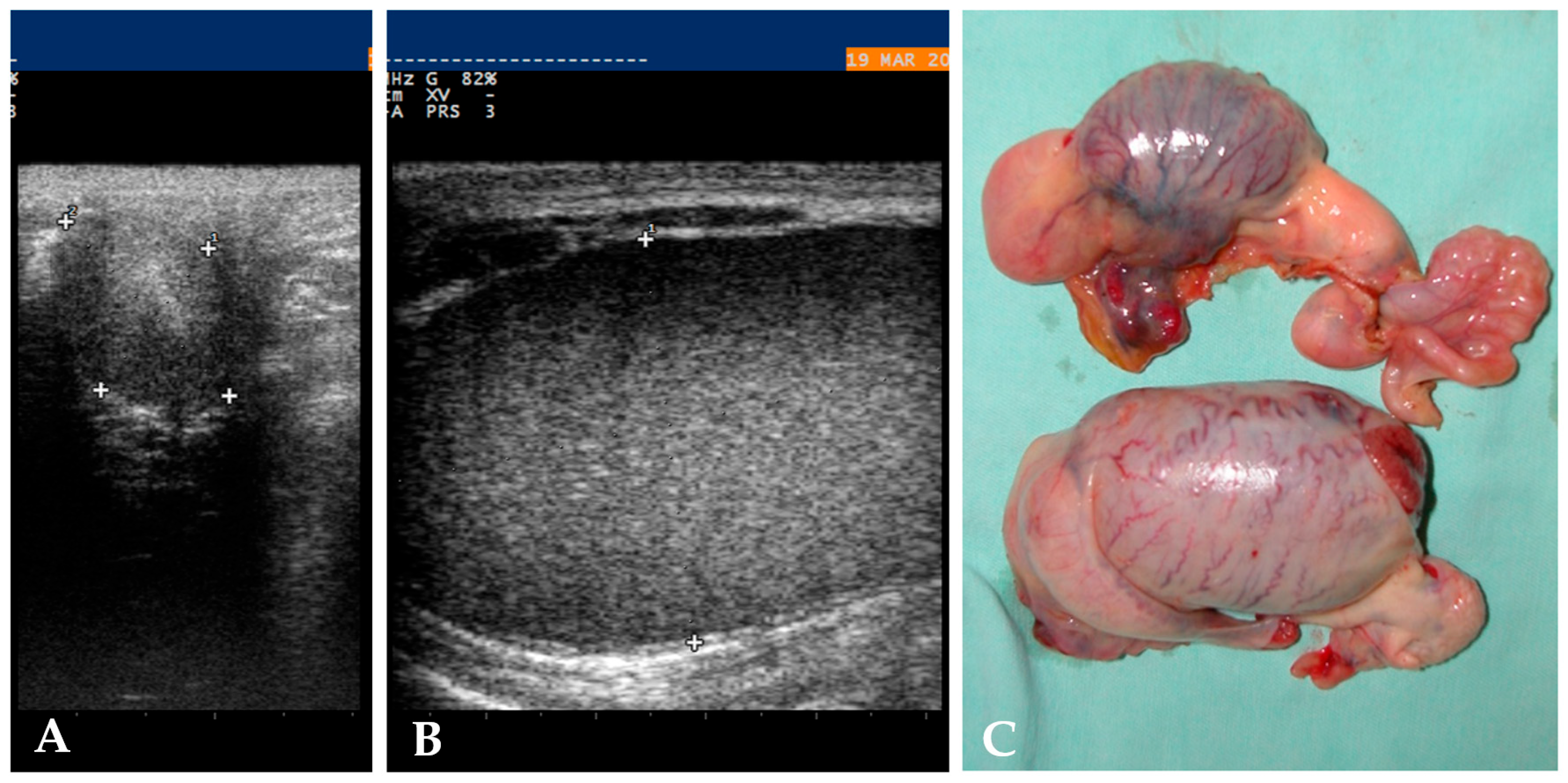 Animals 15 02923 g001