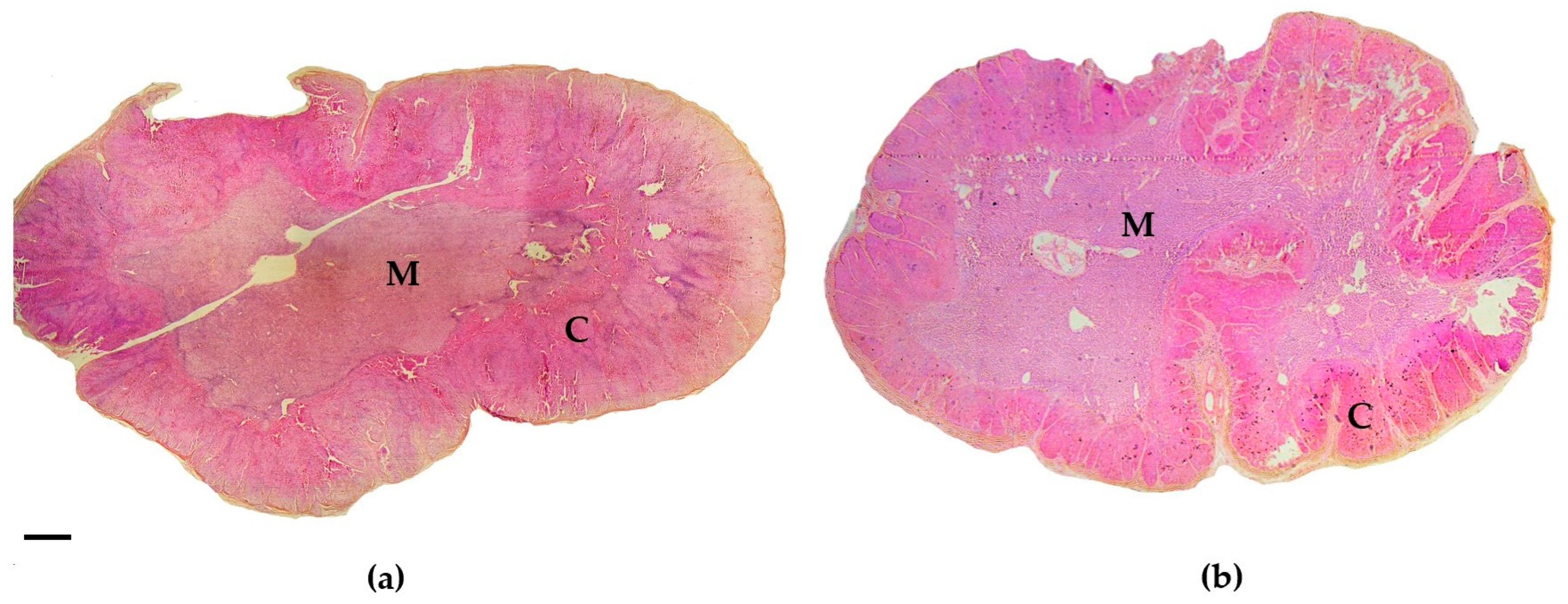 Animals 15 02924 g004