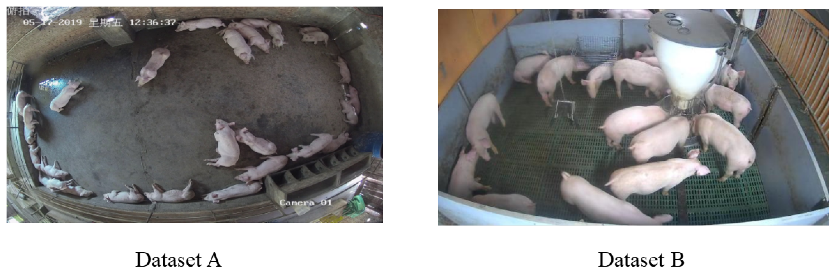 Animals 15 02927 g001