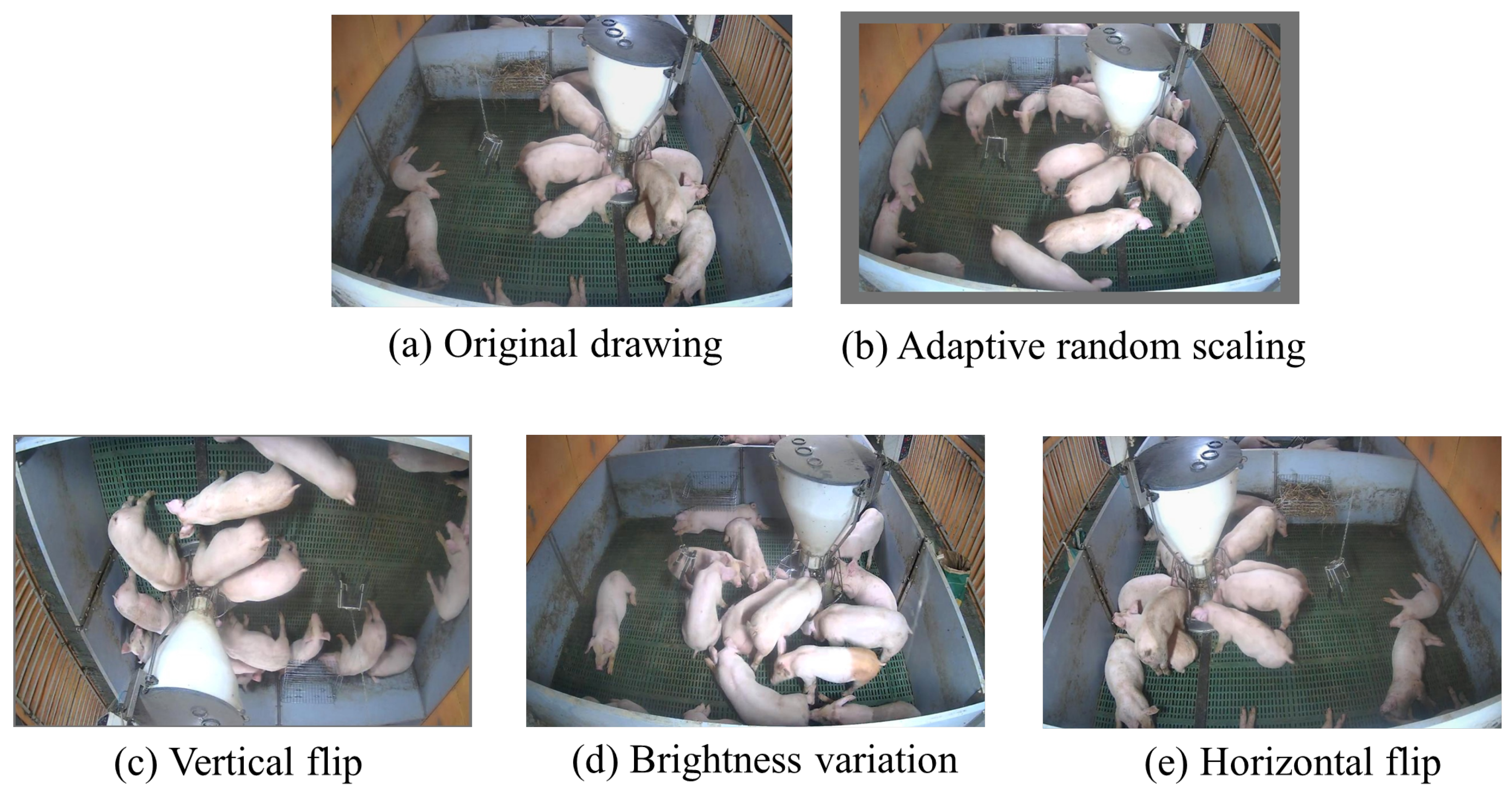 Animals 15 02927 g003