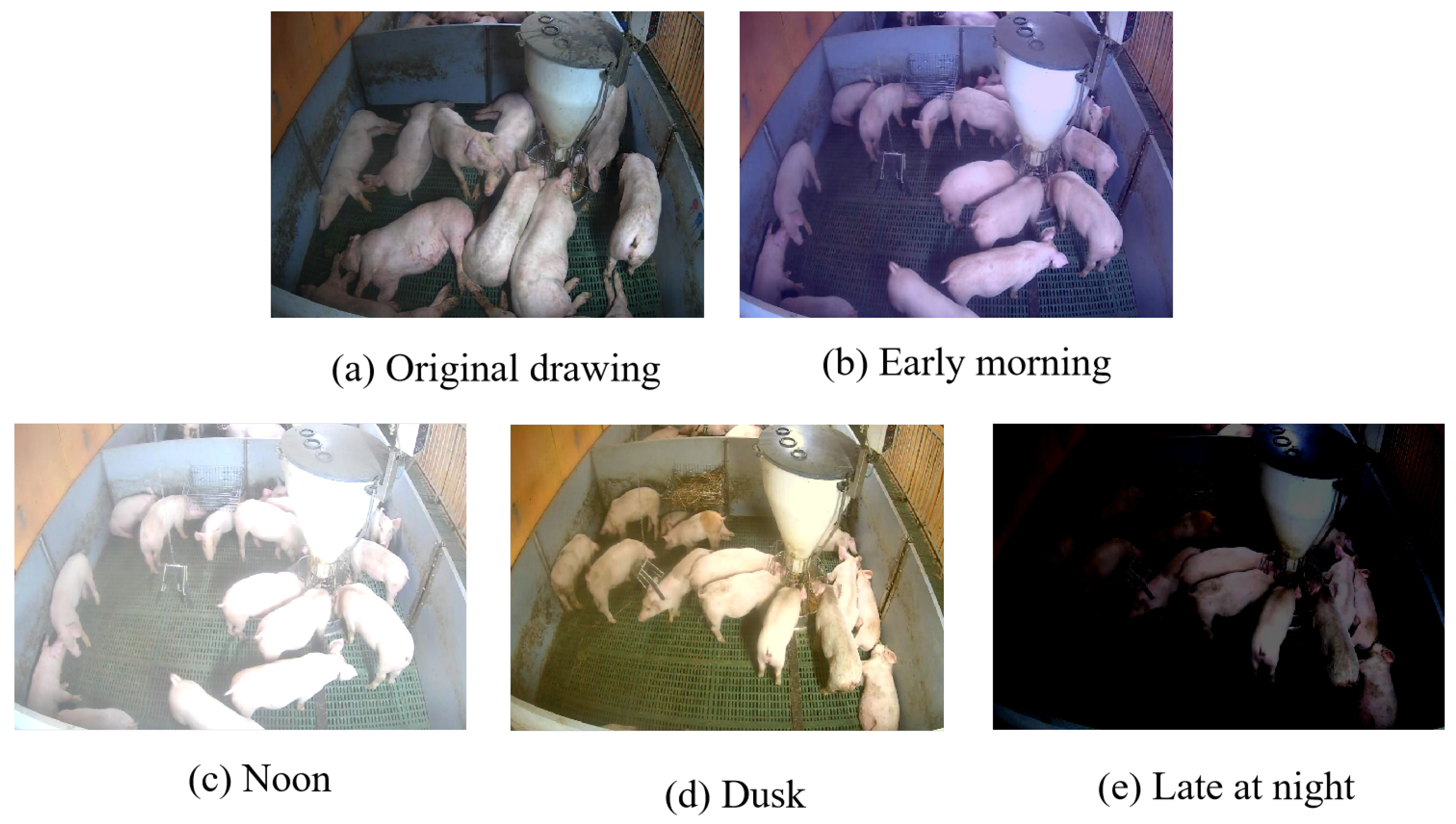 Animals 15 02927 g011