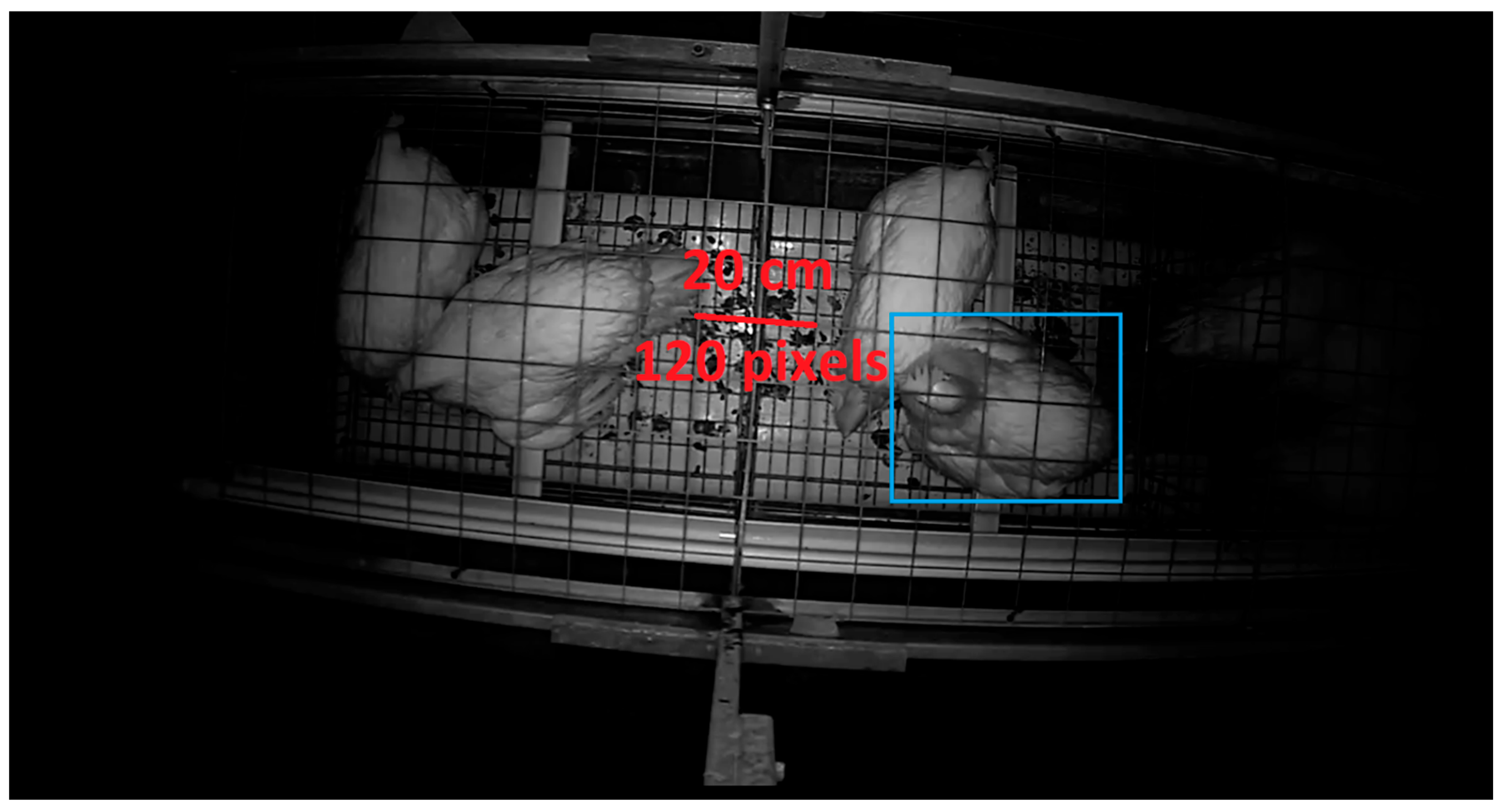 Animals 15 02928 g002