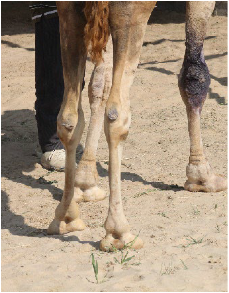 Animals 15 02931 g001