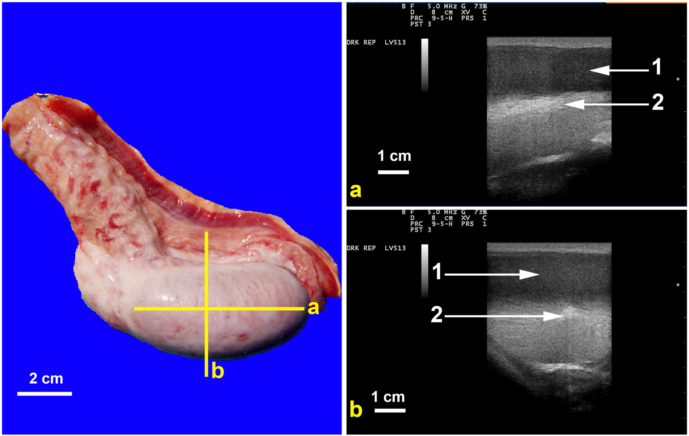 Animals 15 02931 g003