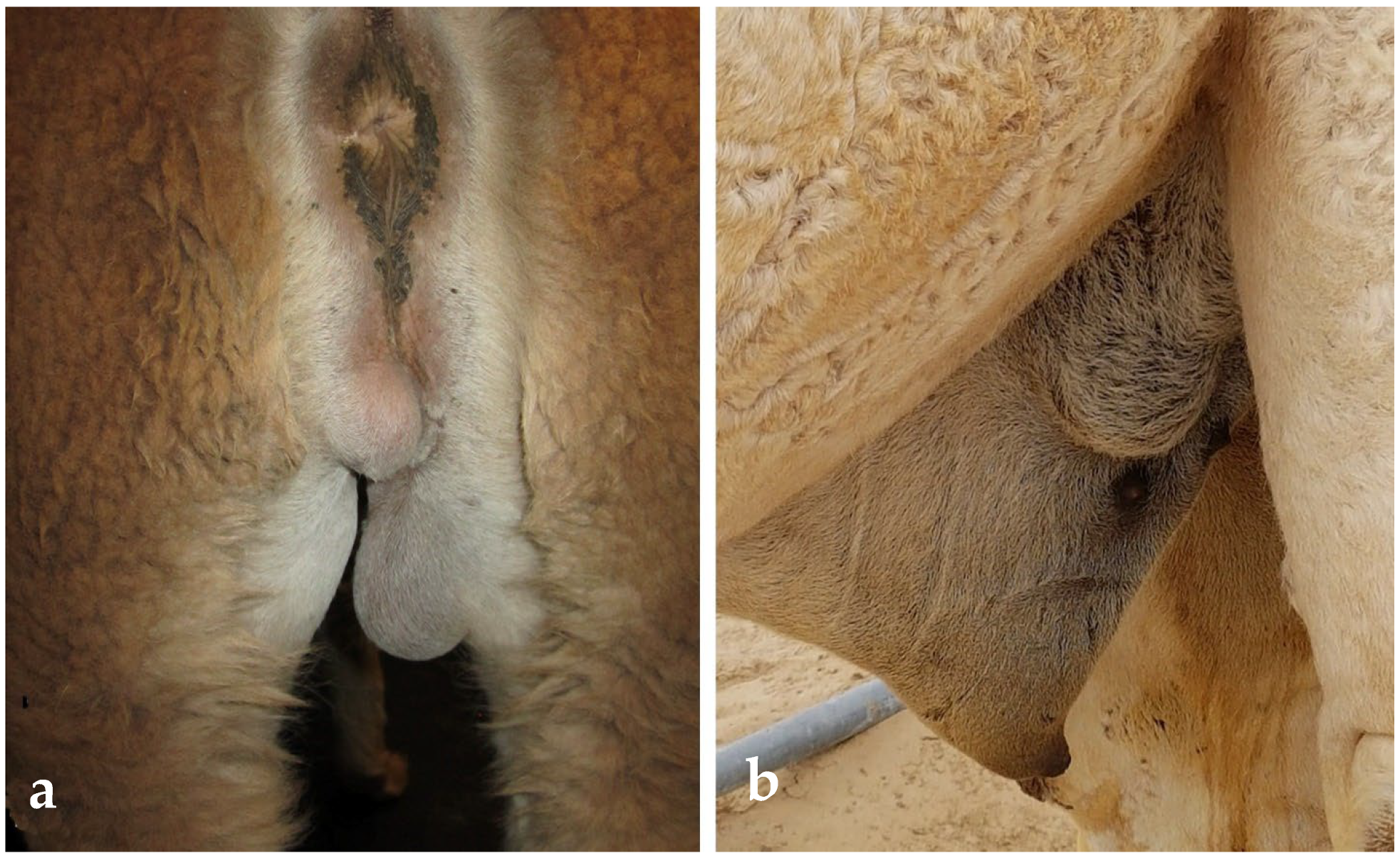 Animals 15 02931 g007