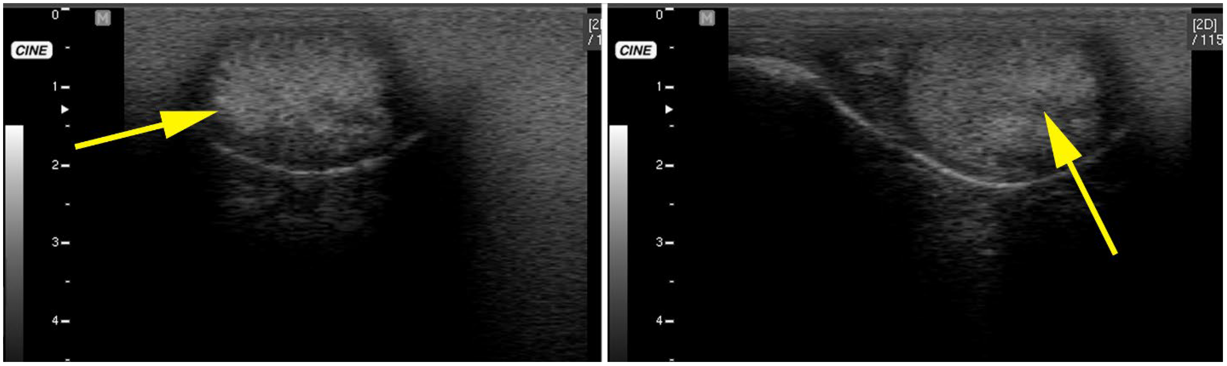 Animals 15 02931 g012