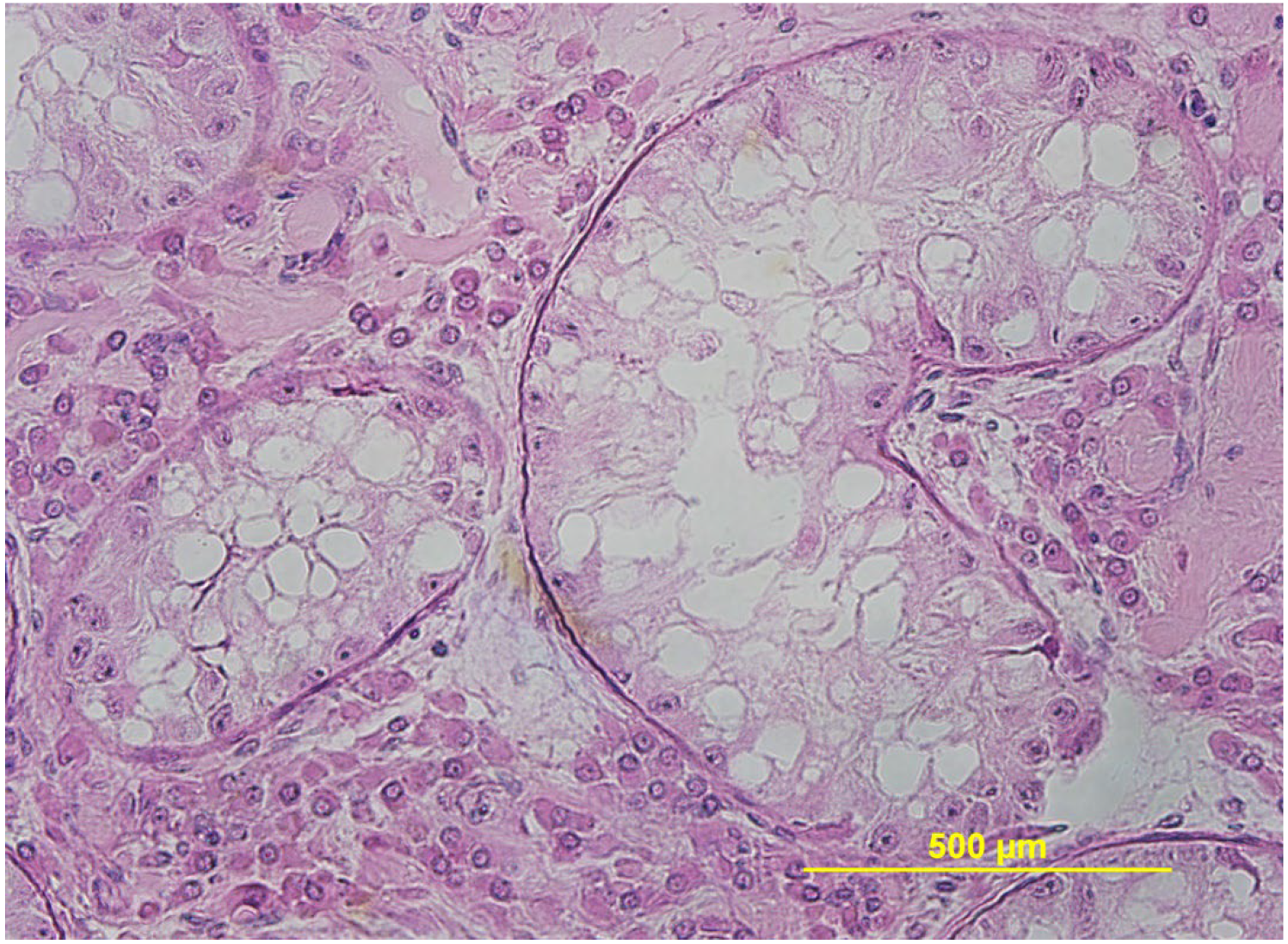 Animals 15 02931 g013