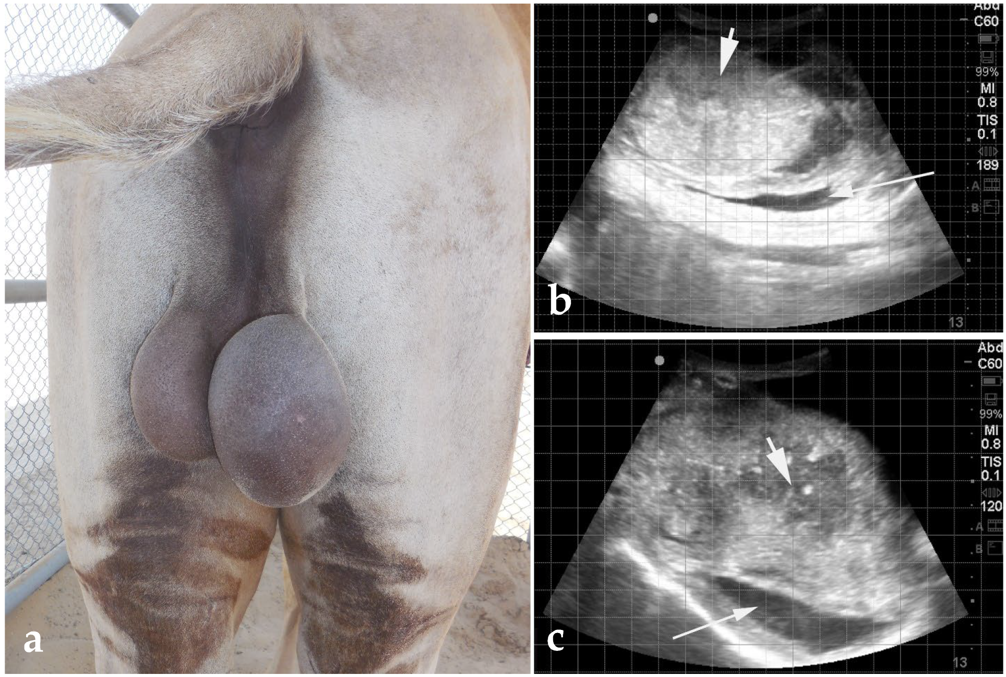 Animals 15 02931 g016