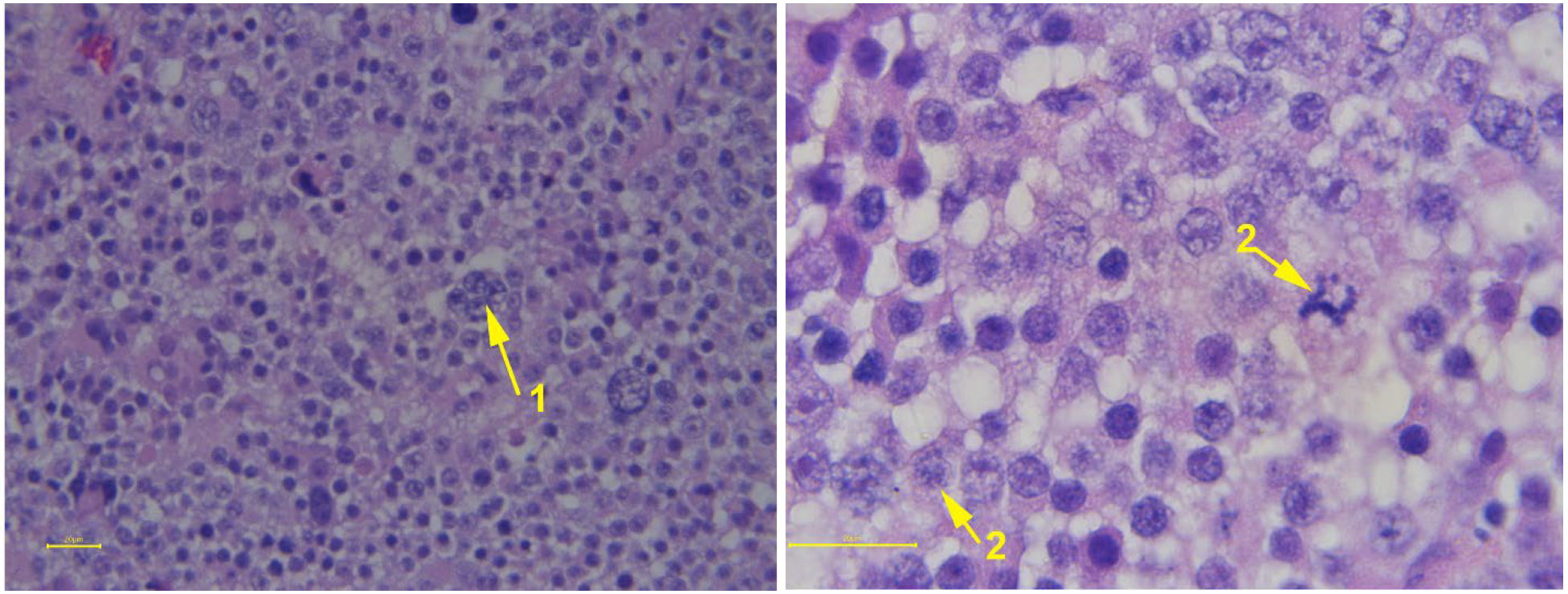 Animals 15 02931 g017