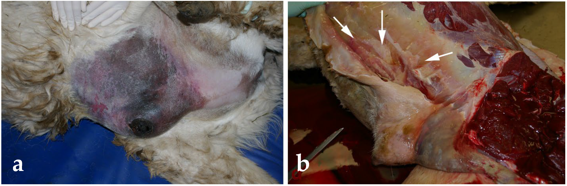 Animals 15 02931 g018